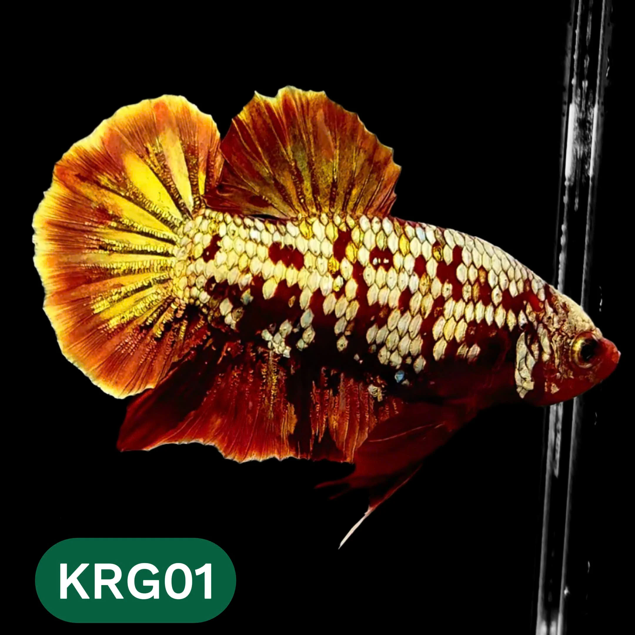 Plakat Male Bettas Fish Collection