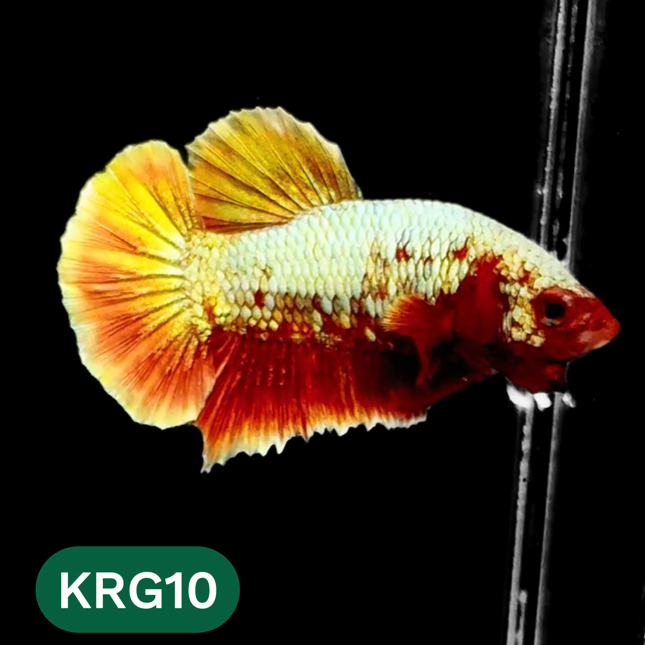 Koi Red Gold Galaxy Plakat Male Betta Fish | You Pick Fish - Image 10
