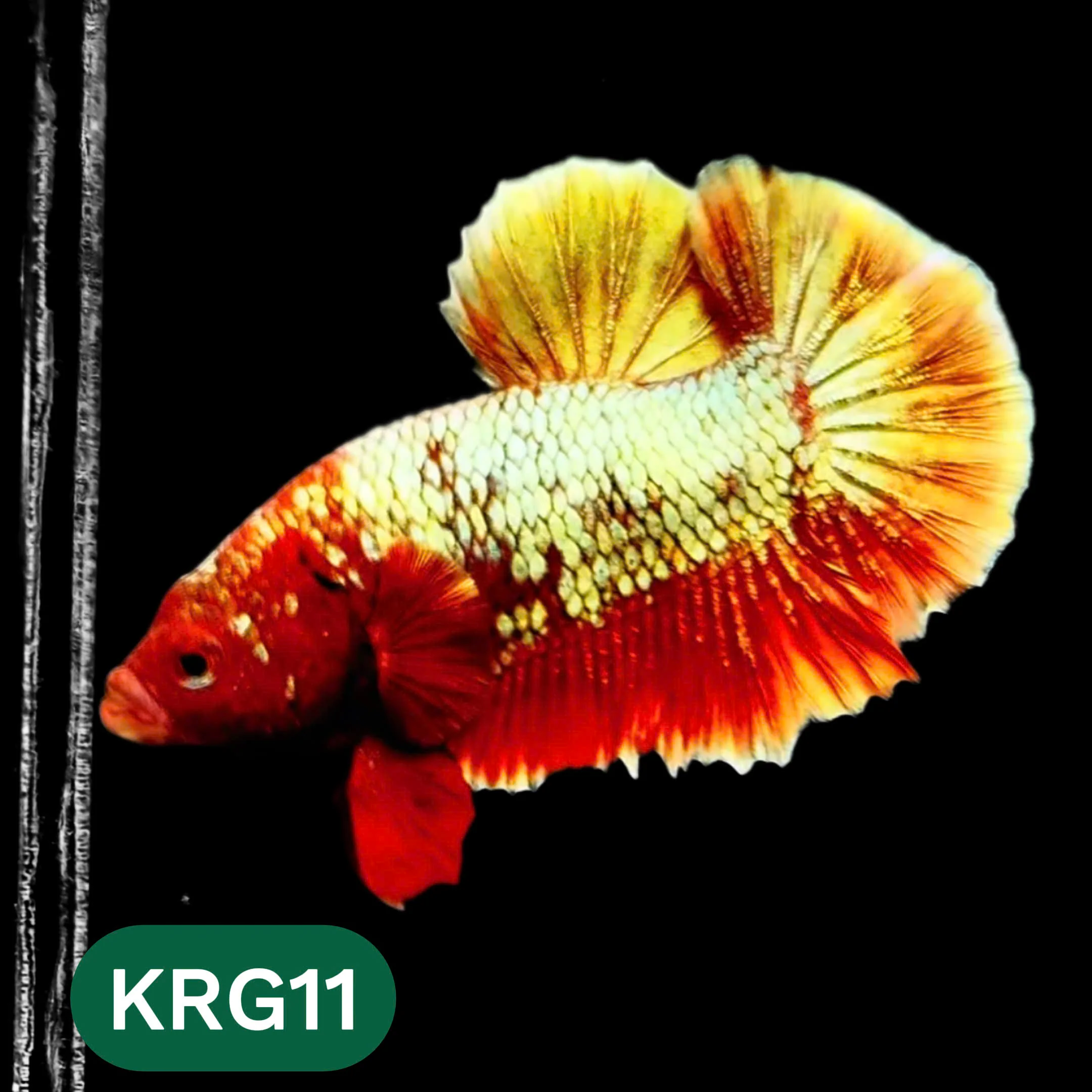 Koi Red Gold Galaxy Plakat Male Betta Fish | You Pick Fish - Image 11