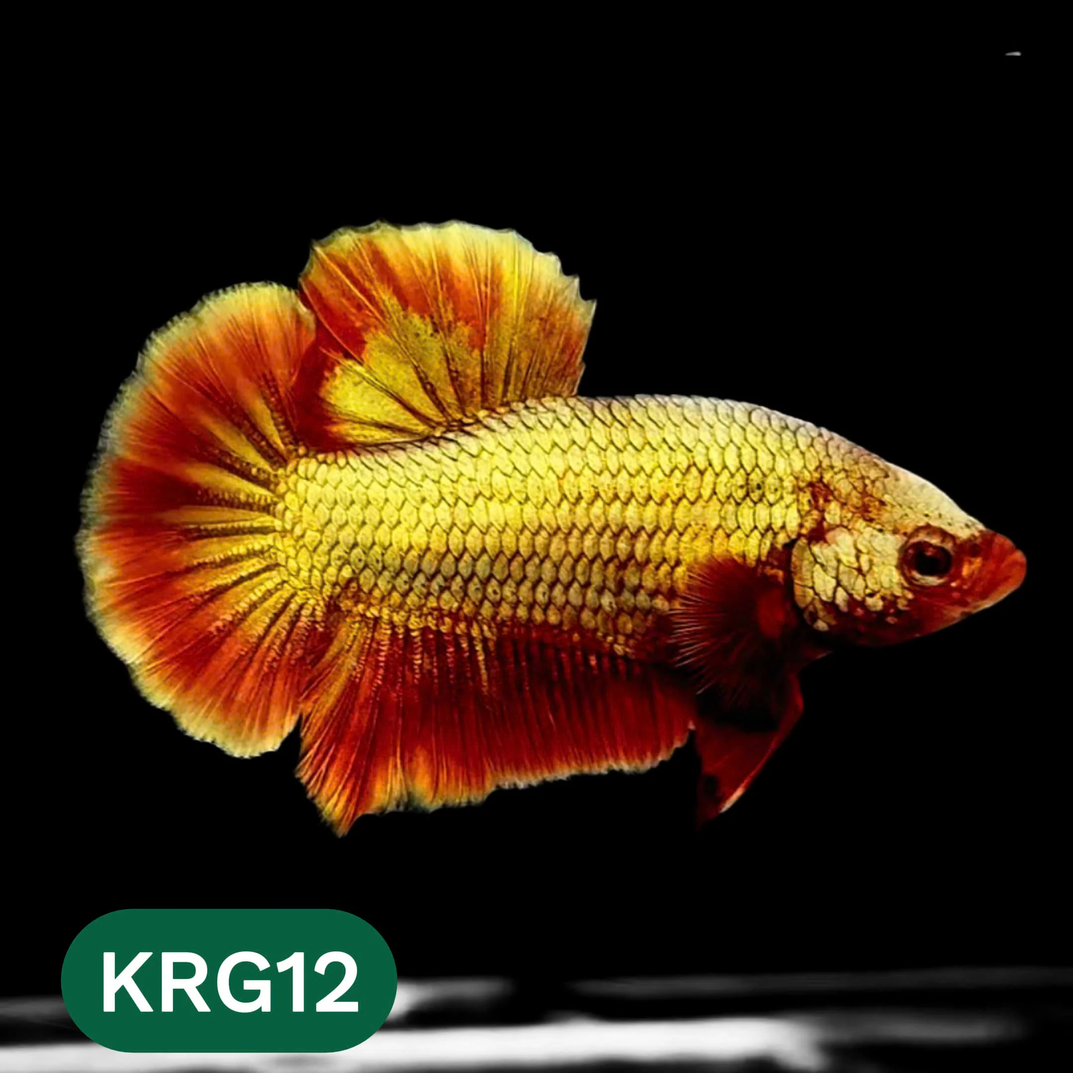 Koi Red Gold Galaxy Plakat Male Betta Fish | You Pick Fish - Image 12