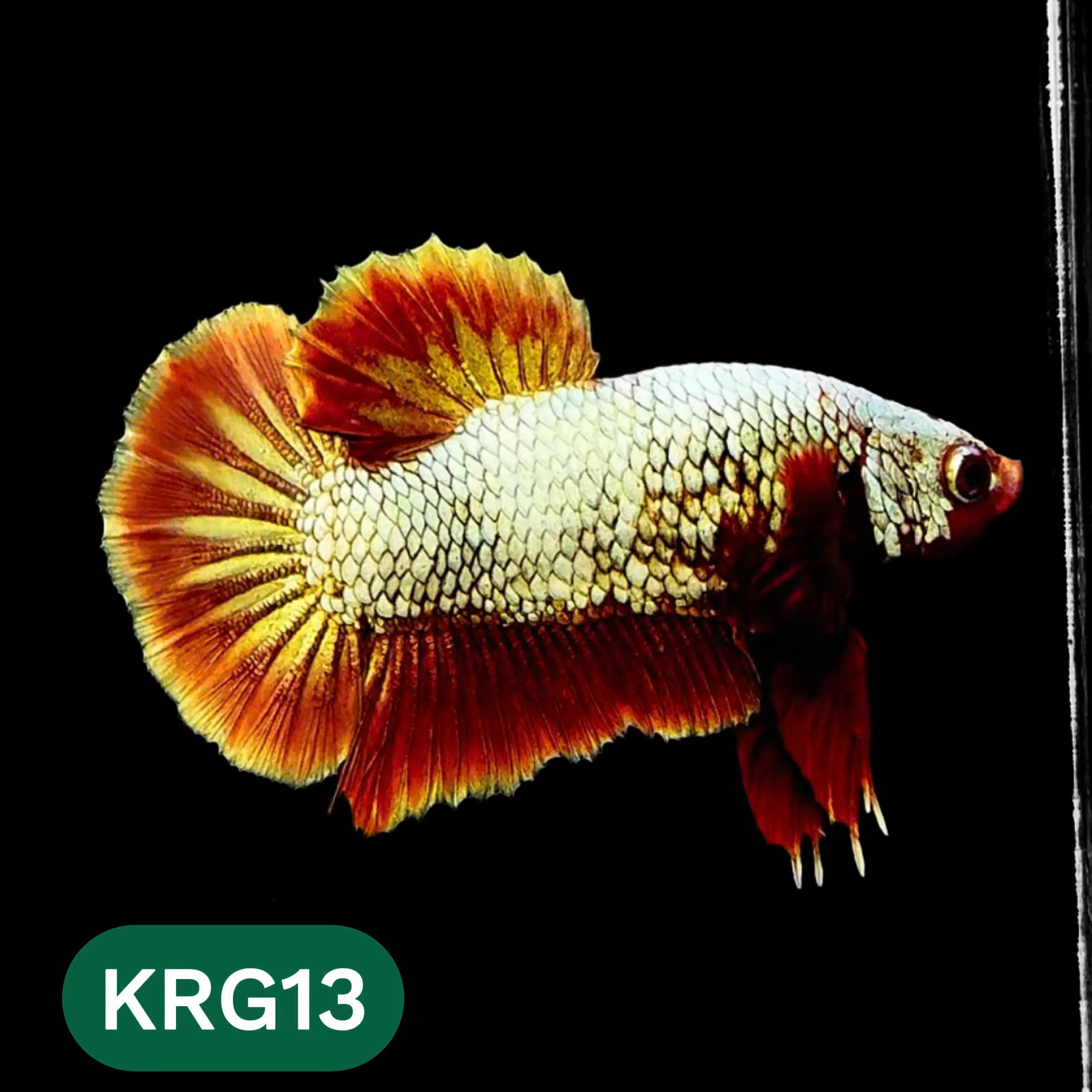Koi Red Gold Galaxy Plakat Male Betta Fish | You Pick Fish - Image 13