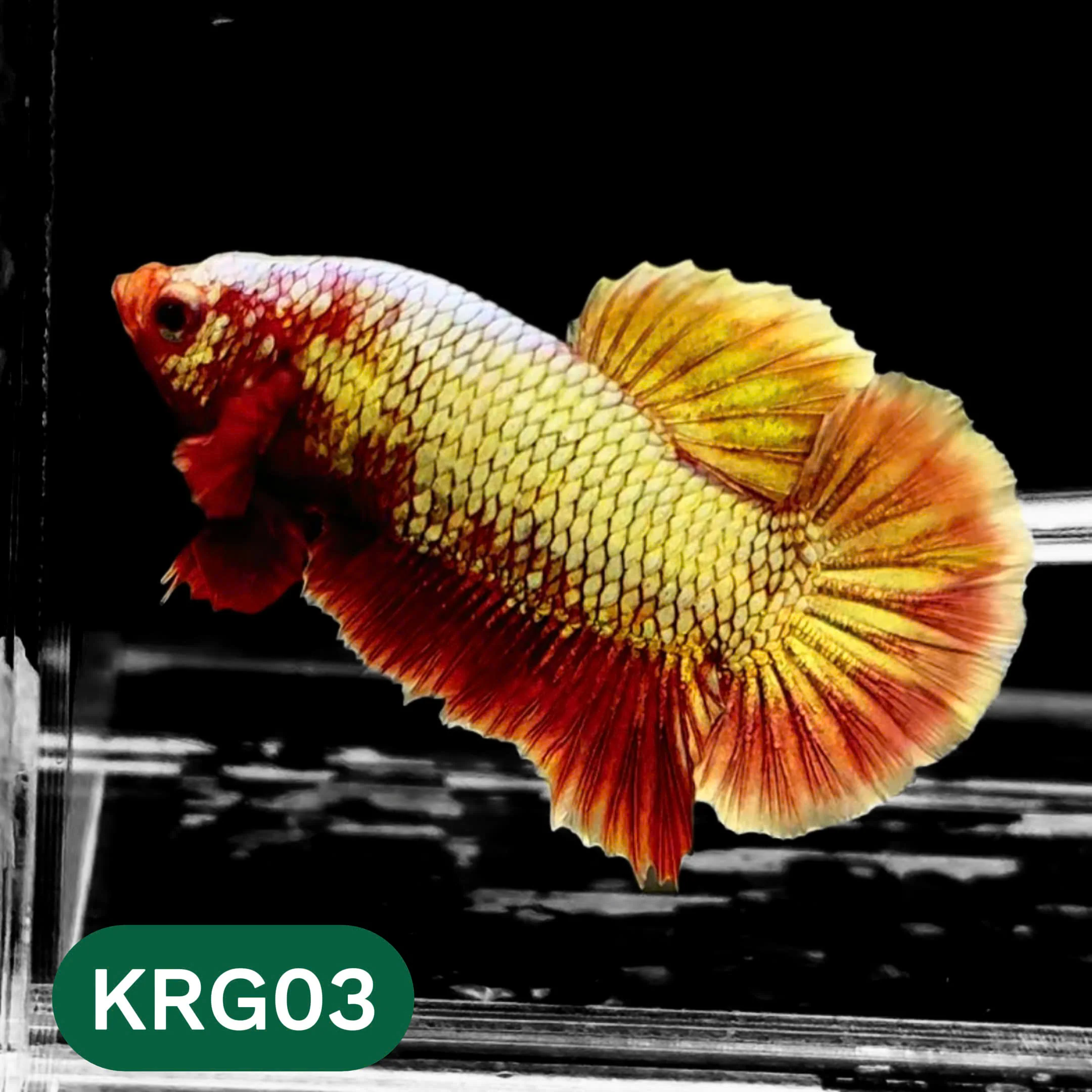 Koi Red Gold Galaxy Plakat Male Betta Fish | You Pick Fish - Image 3