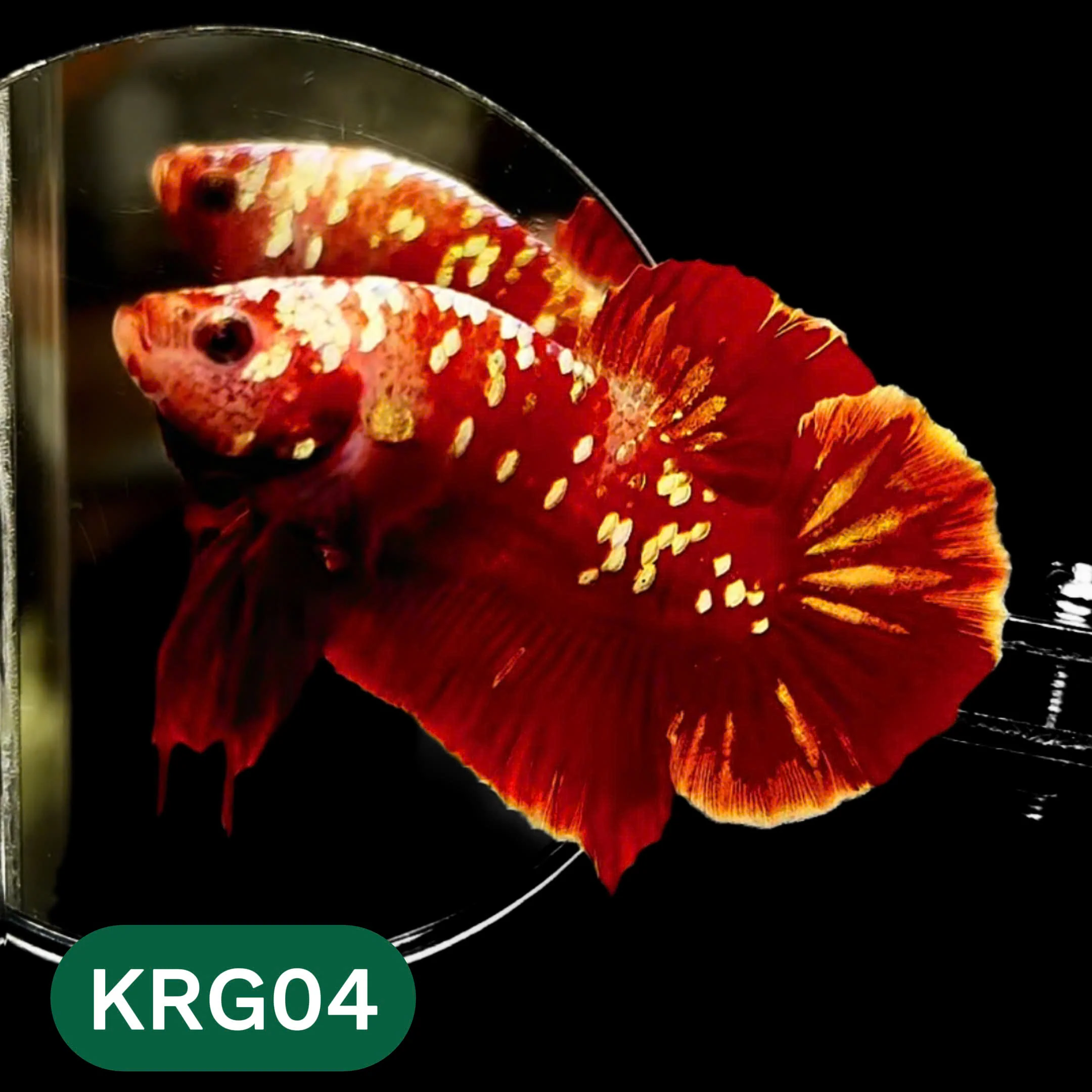 Koi Red Gold Galaxy Plakat Male Betta Fish | You Pick Fish - Image 4