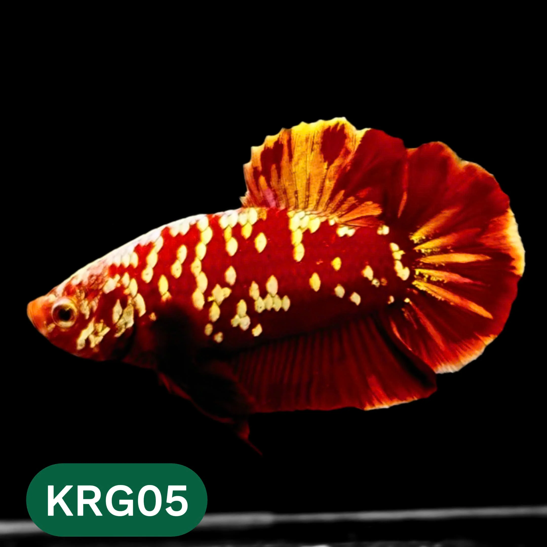 Koi Red Gold Galaxy Plakat Male Betta Fish | You Pick Fish - Image 5