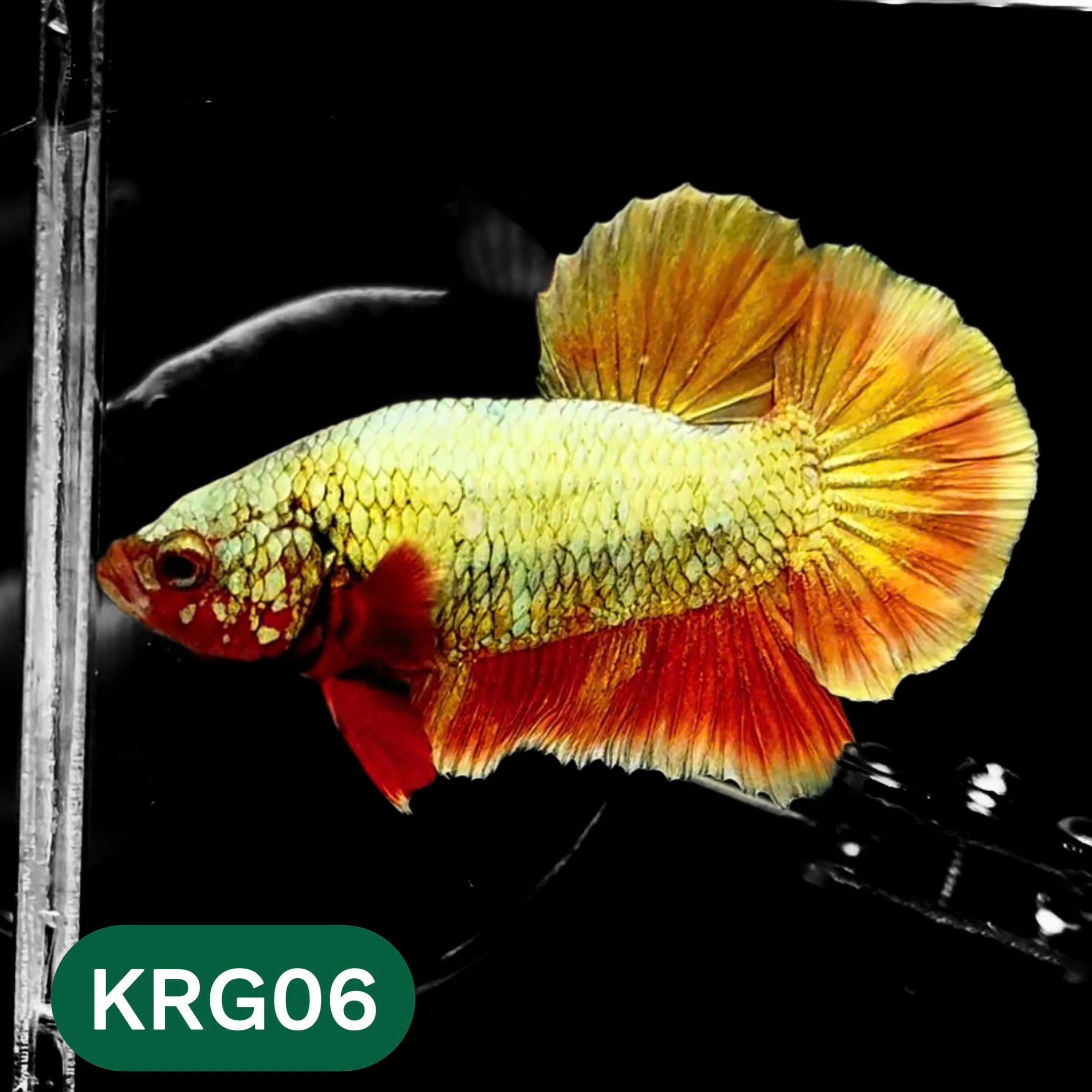 Koi Red Gold Galaxy Plakat Male Betta Fish | You Pick Fish - Image 6