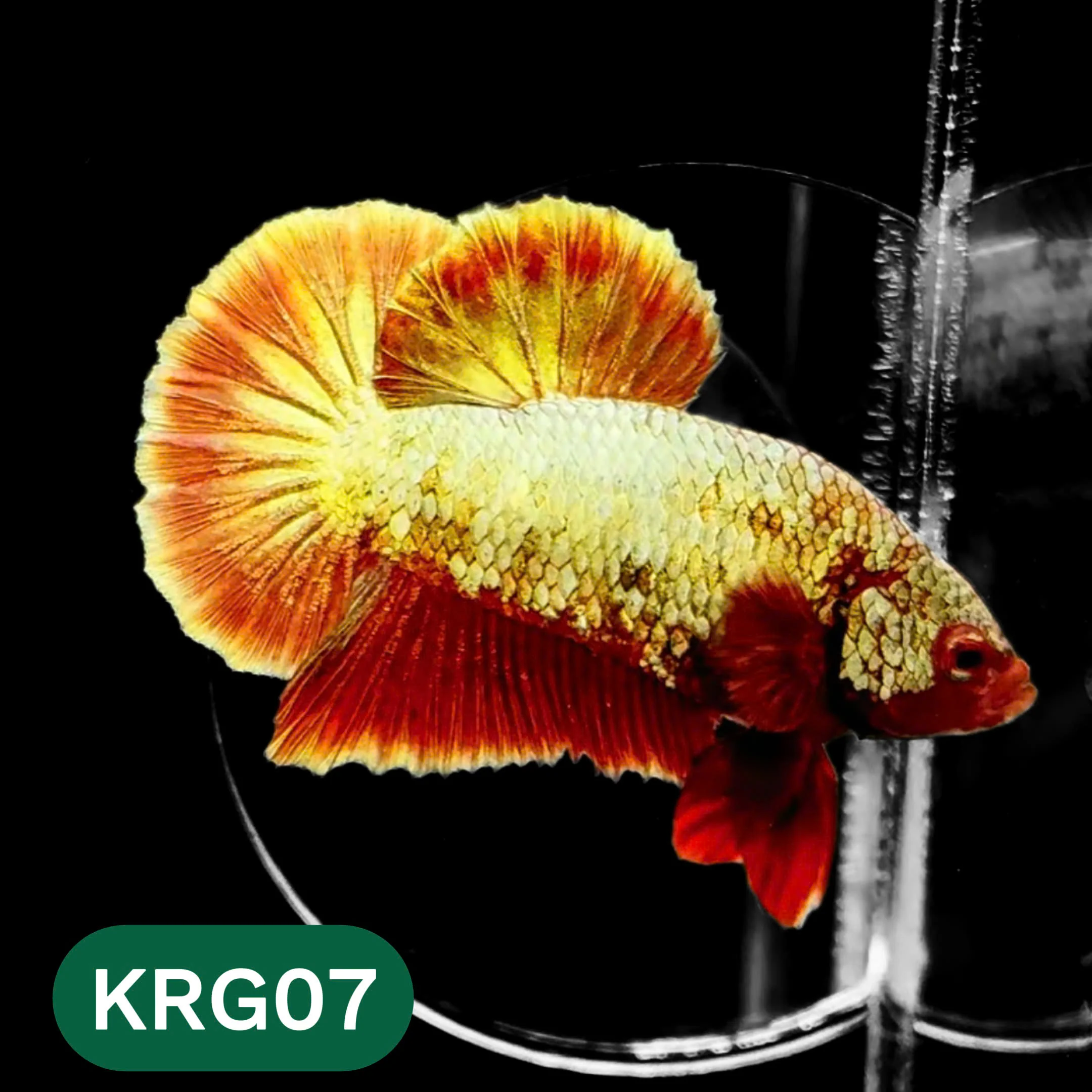 Koi Red Gold Galaxy Plakat Male Betta Fish | You Pick Fish - Image 7