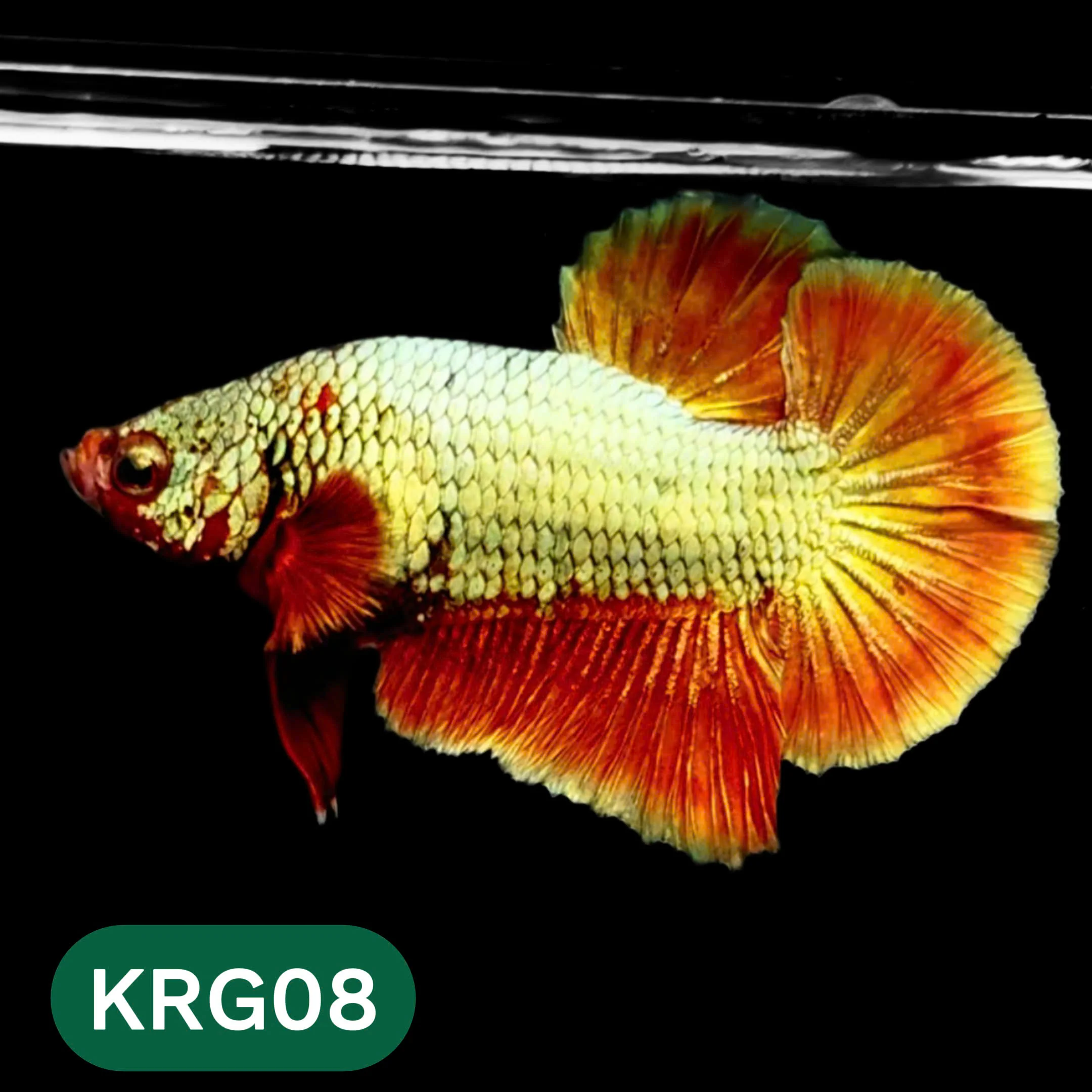 Koi Red Gold Galaxy Plakat Male Betta Fish | You Pick Fish - Image 8