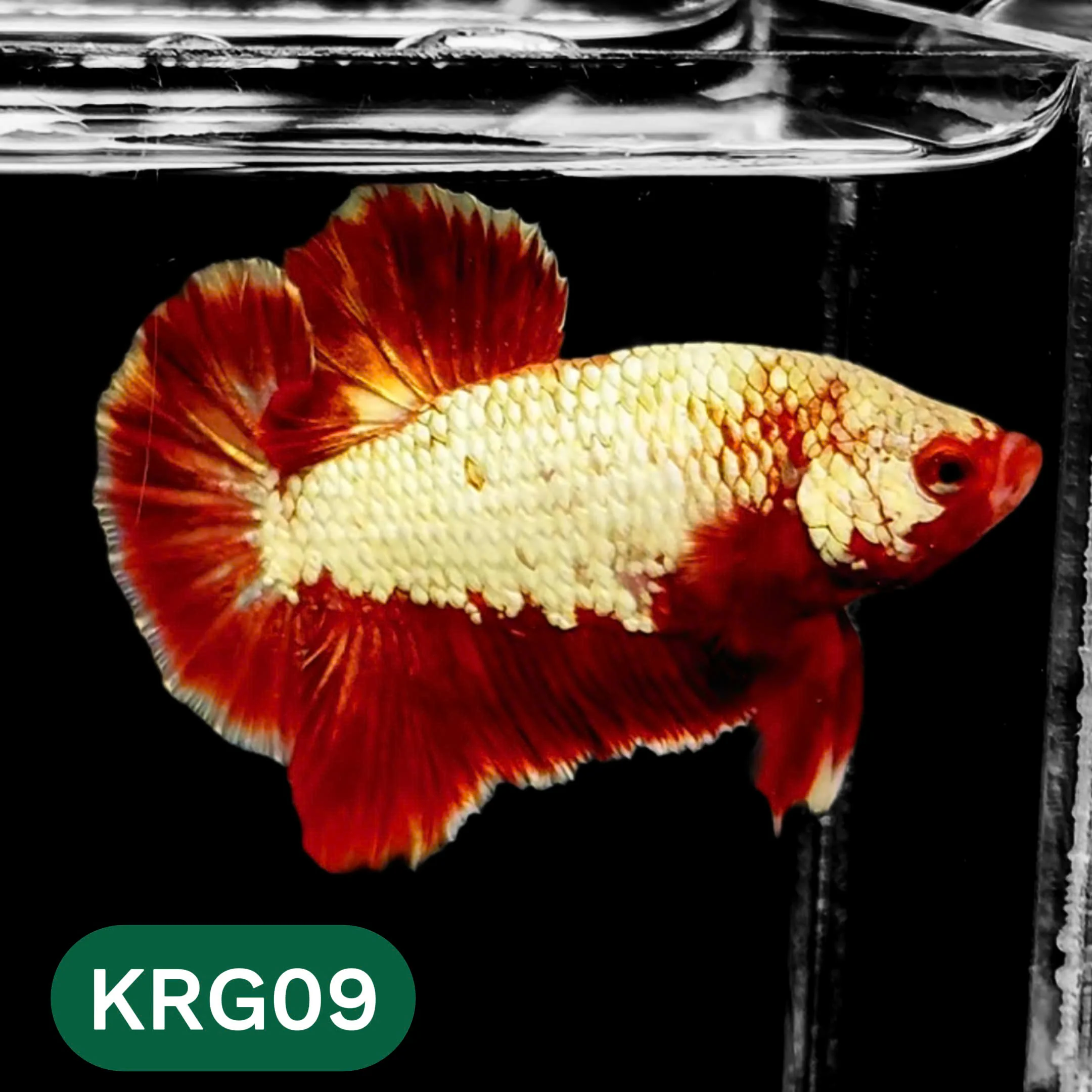 Koi Red Gold Galaxy Plakat Male Betta Fish | You Pick Fish - Image 9