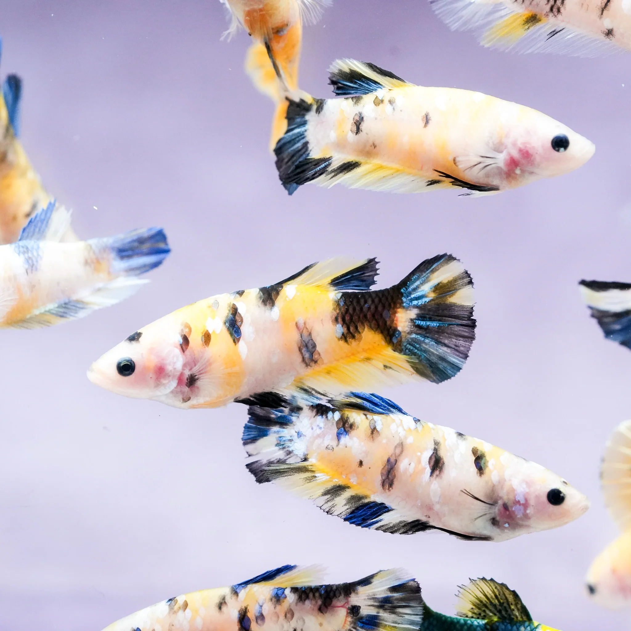 Koi Yellow Galaxy Female Betta Fish Sorority | Successful Sorority Pack - Image 3