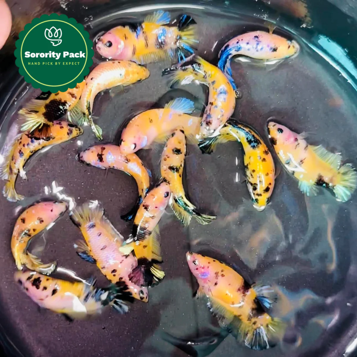 Koi Yellow Galaxy Female Betta Fish Sorority | Successful Sorority Pack - Image 4