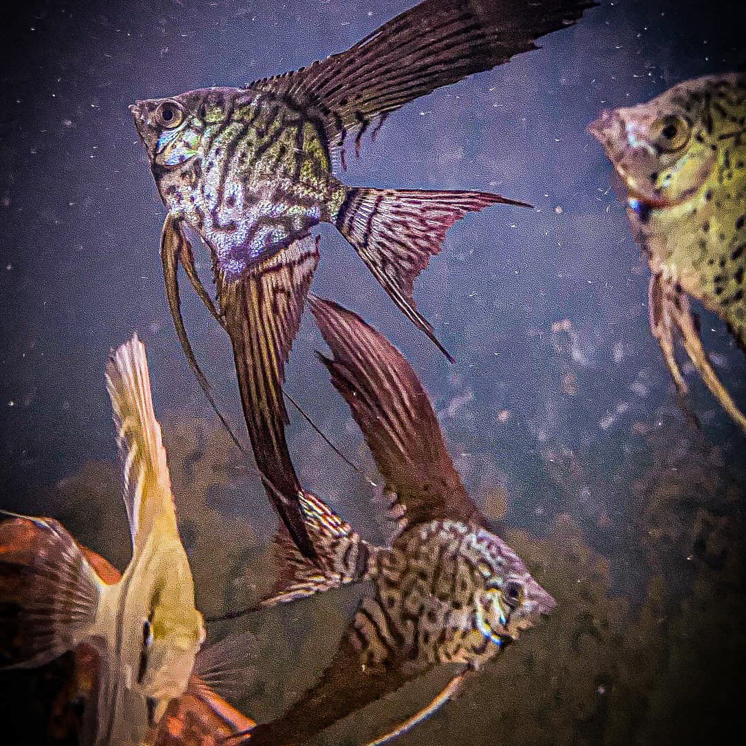 Leopard Angelfish - Image 3