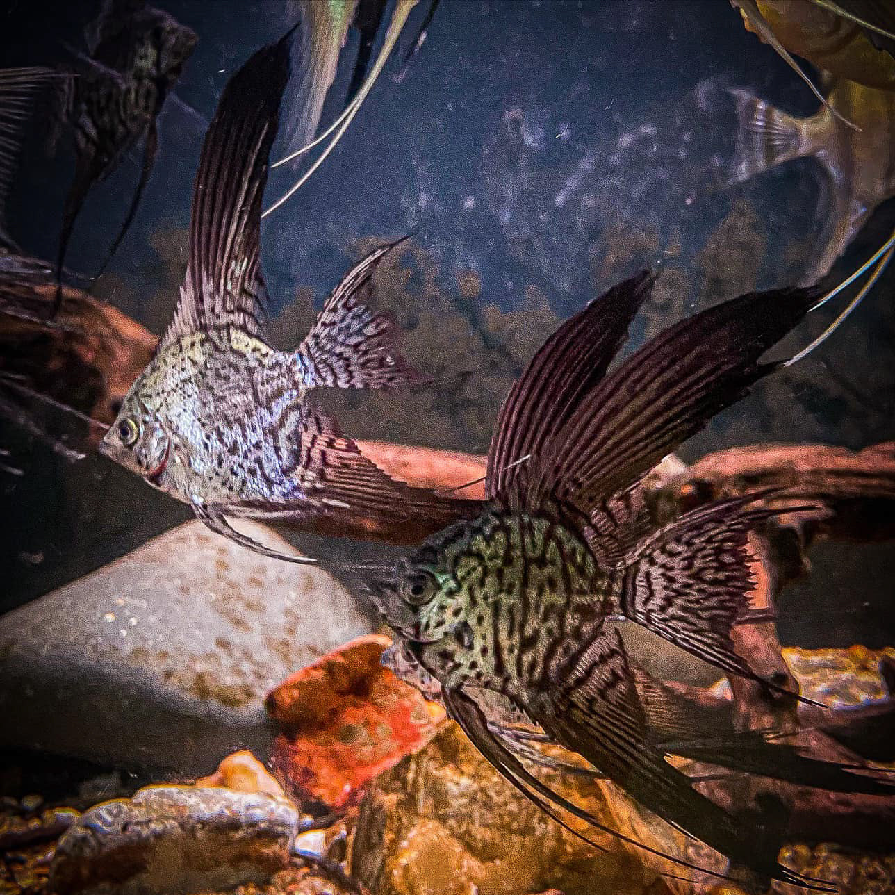 Leopard Angelfish - Image 4