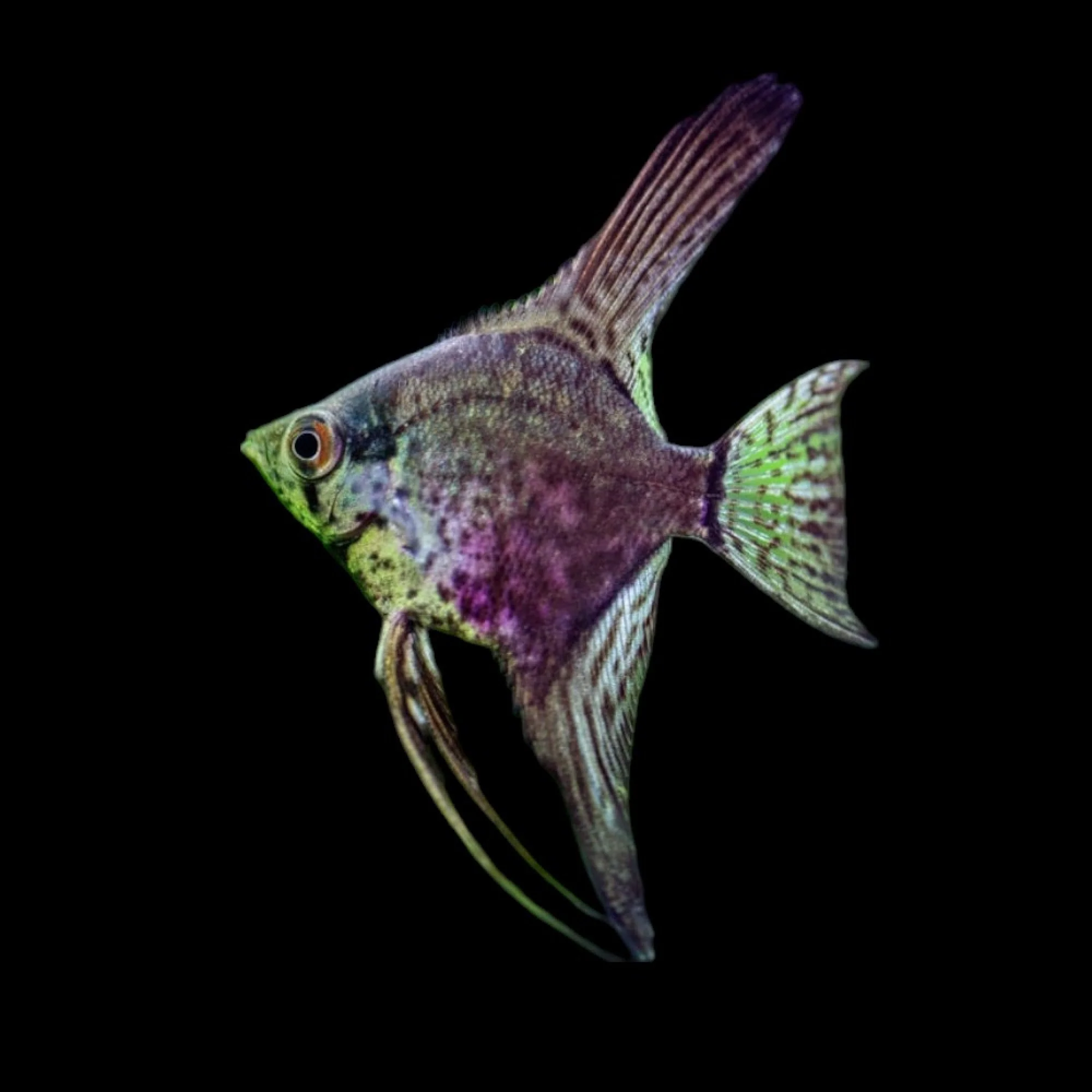 Leopard Angelfish - Image 5