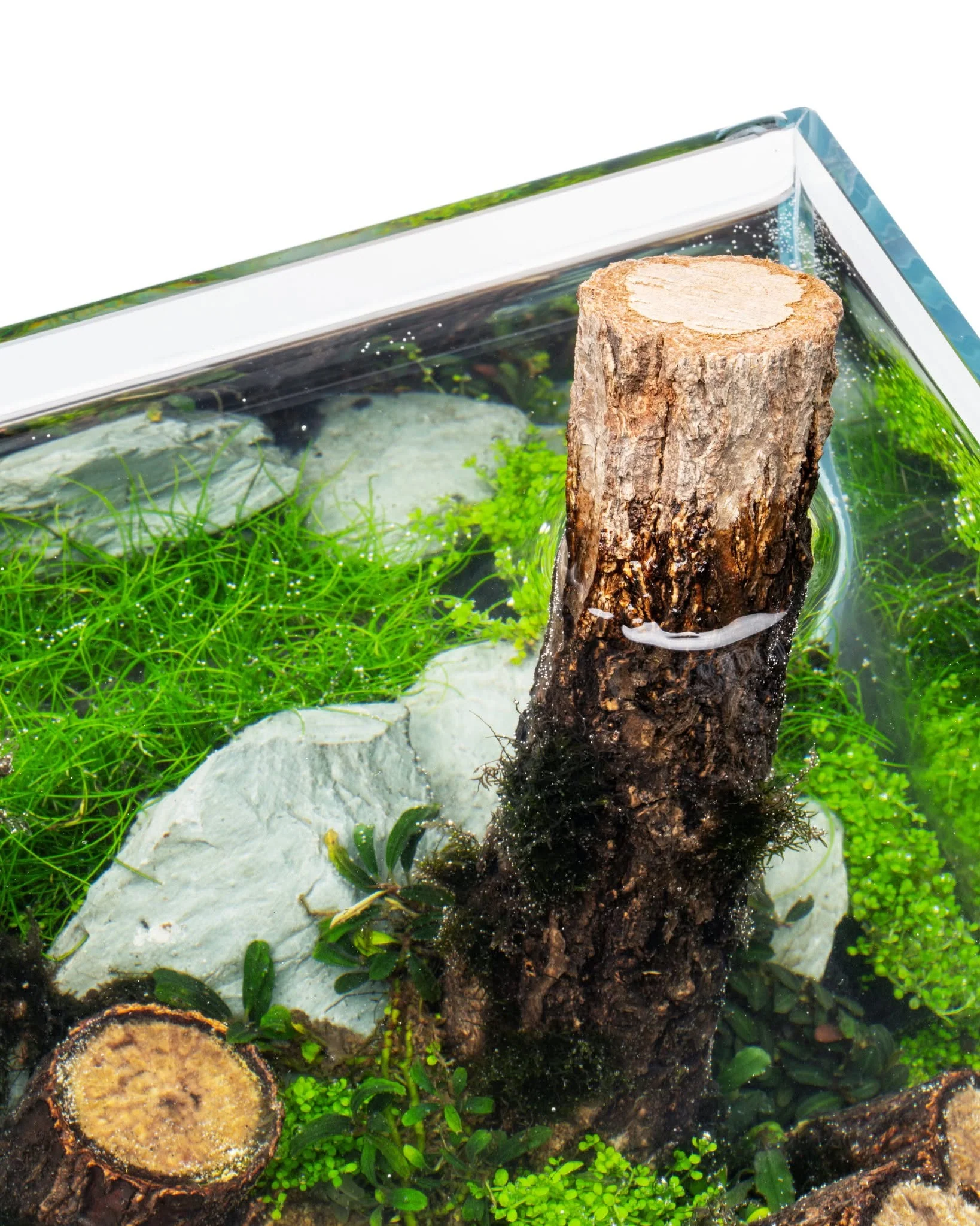 Log Wood | Easy Position Aquascape Wood - Image 3