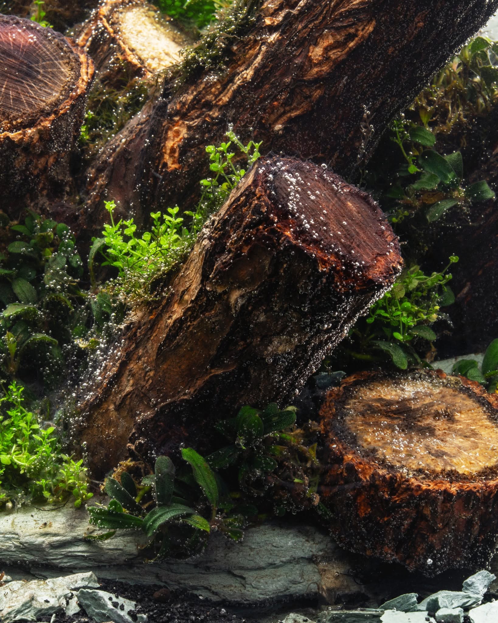 Log Wood | Easy Position Aquascape Wood - Image 4