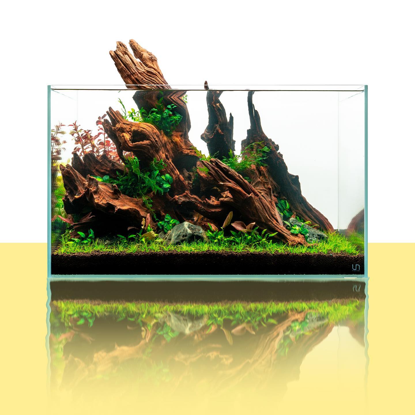 Malaysian Driftwood for Planted & Nature Tanks - Image 3