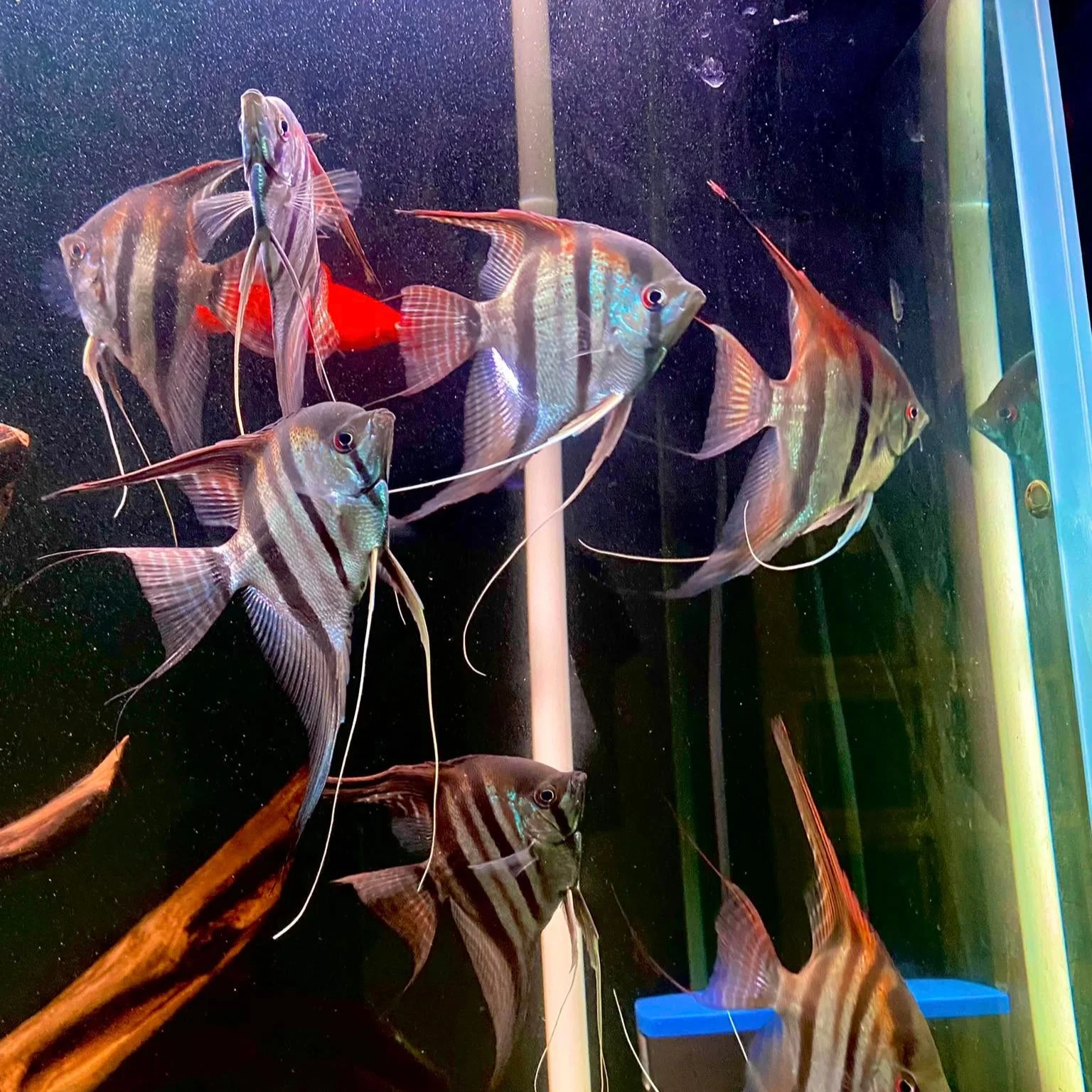 Manacapuru Angelfish - Image 3