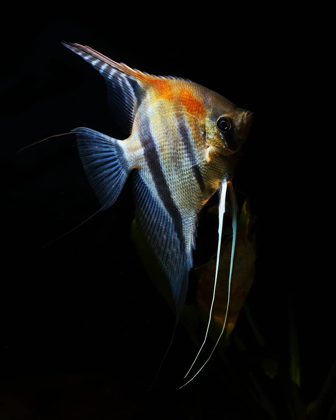 Manacapuru Angelfish - Image 4