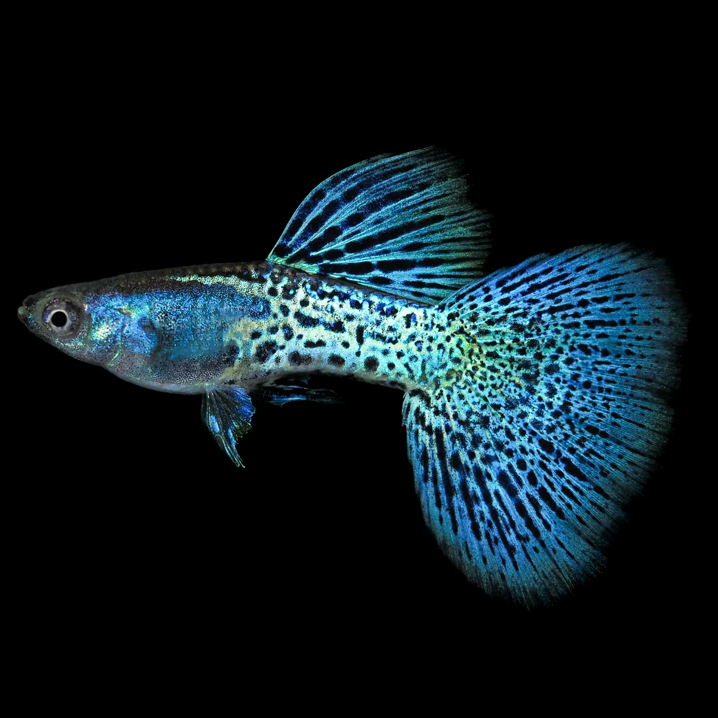 Metal Blue Grass Guppy Fish - Image 3