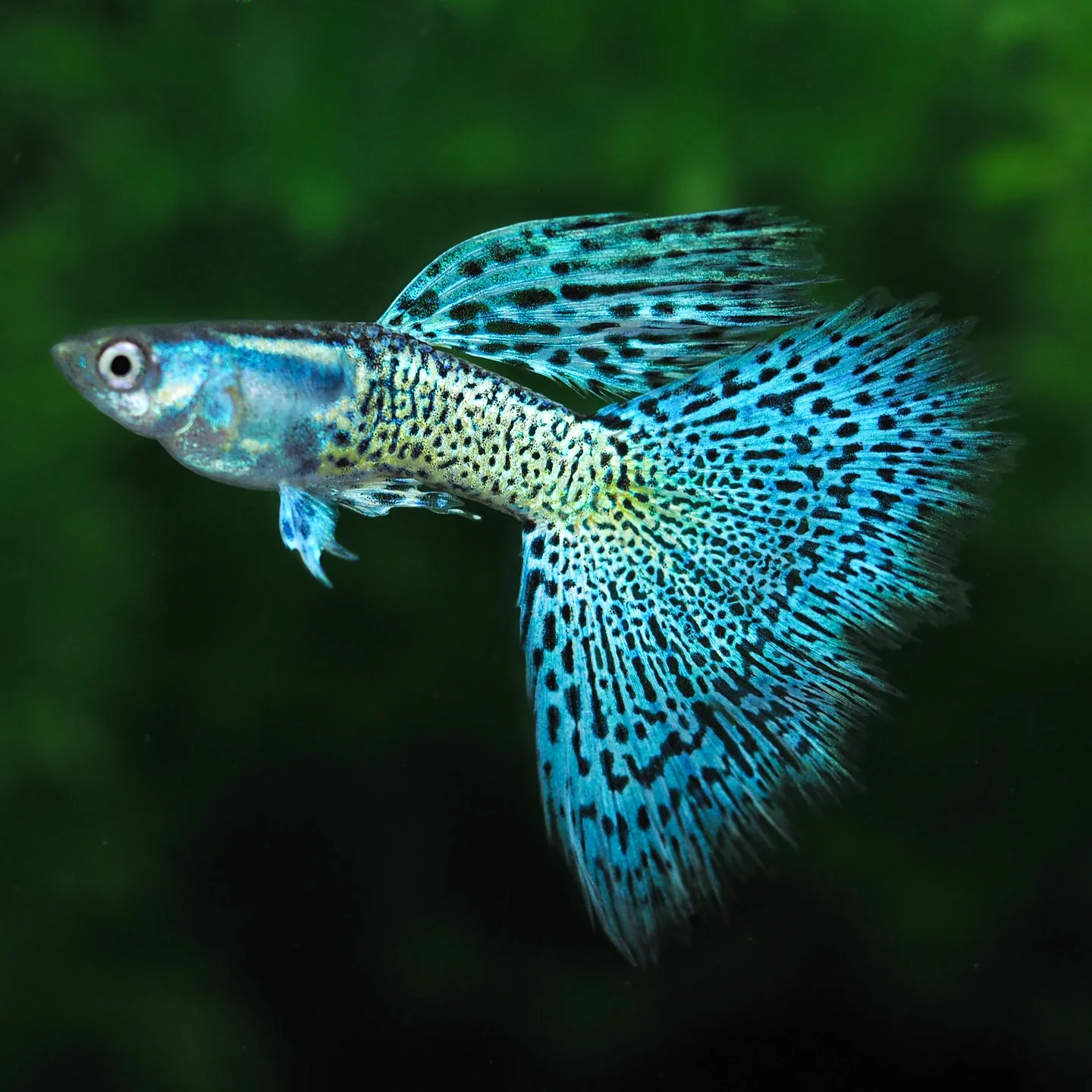 Metal Blue Grass Guppy Fish - Image 4