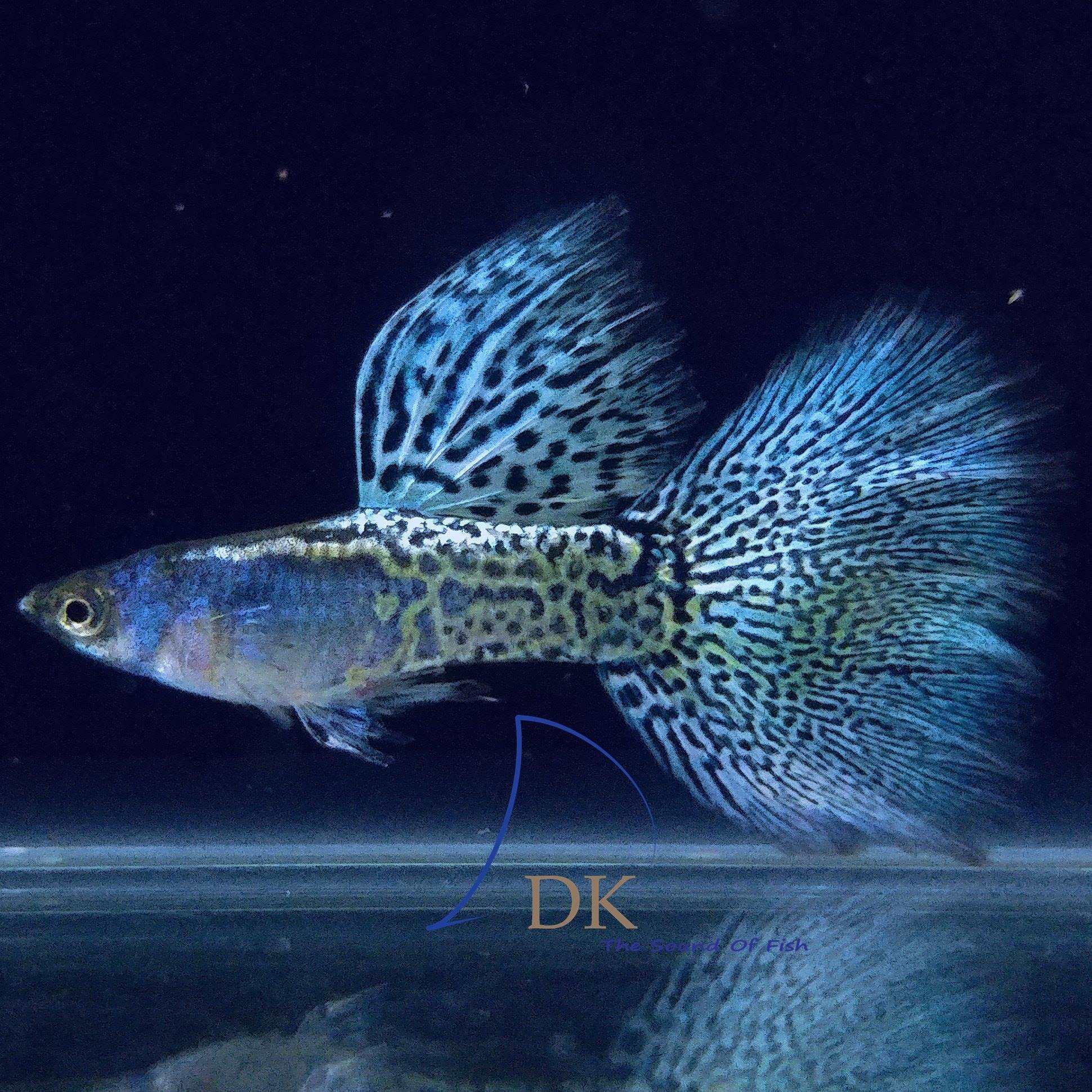 Metal Blue Grass Guppy Fish - Image 5
