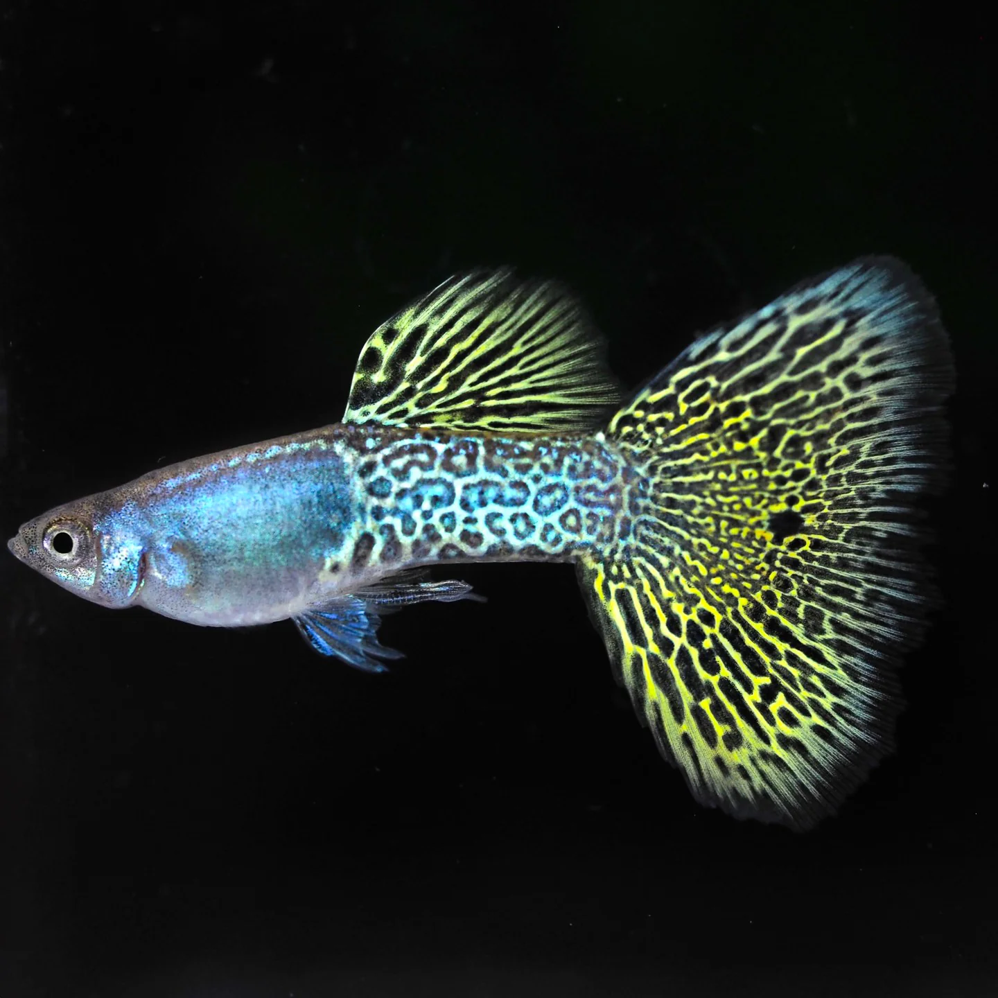 Metal Yellow Lace Guppy Fish - Image 3