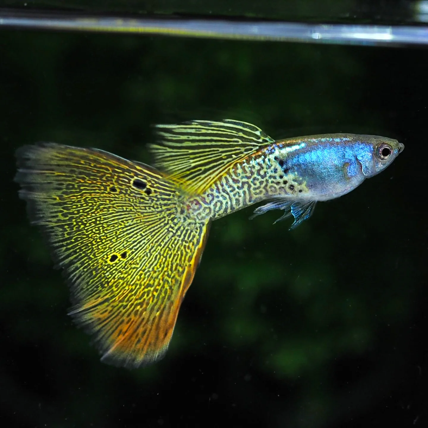 Metal Yellow Lace Guppy Fish - Image 4