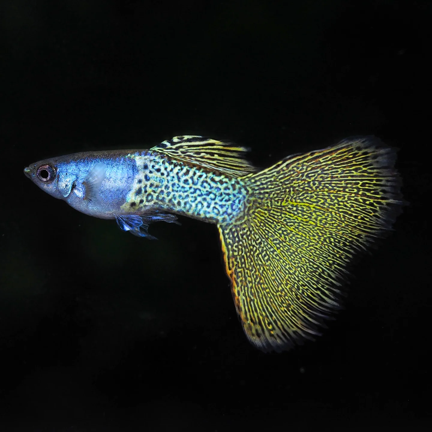 Metal Yellow Lace Guppy Fish - Image 5