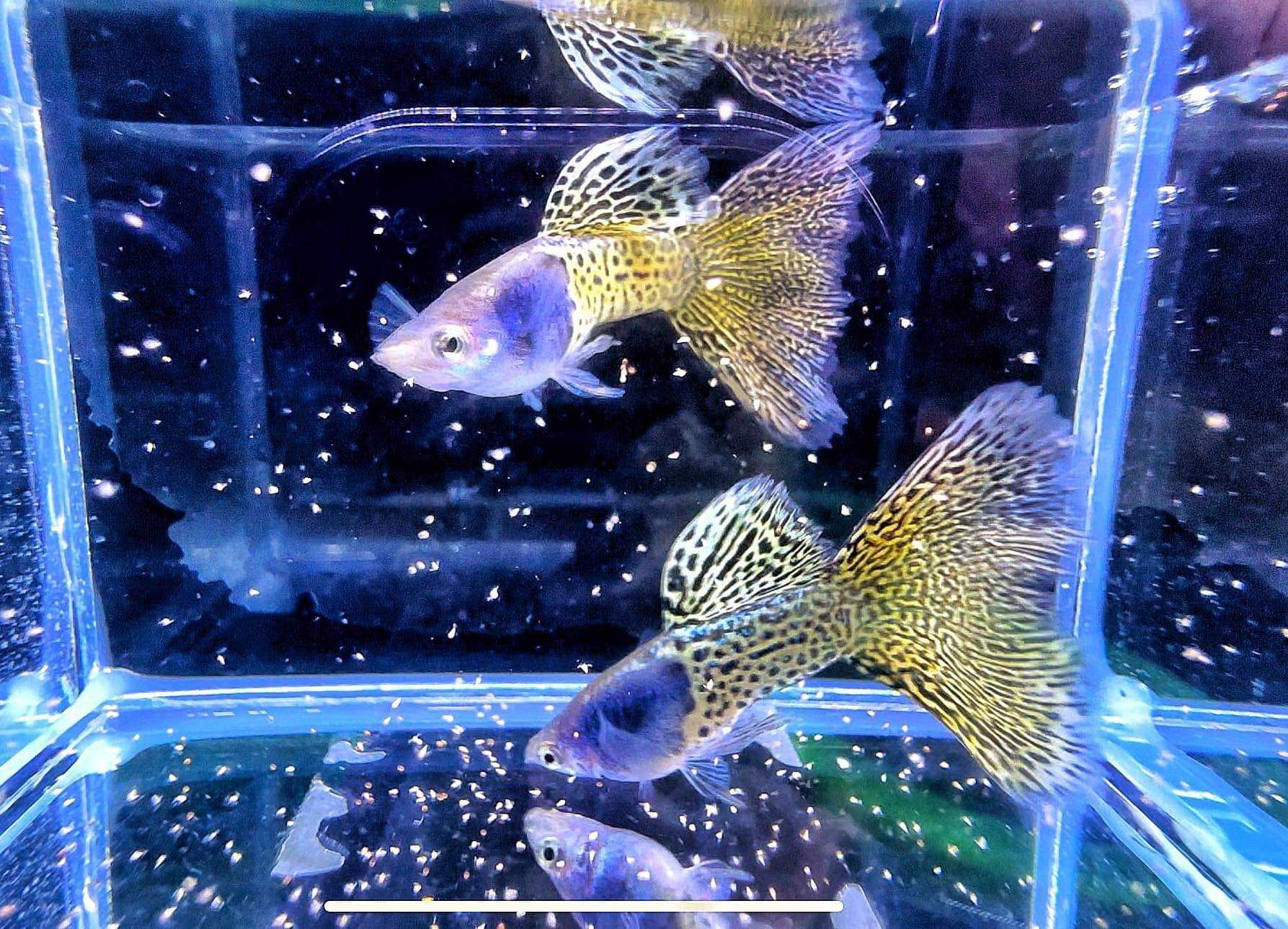 Metal Yellow Lace Guppy Fish - Image 6