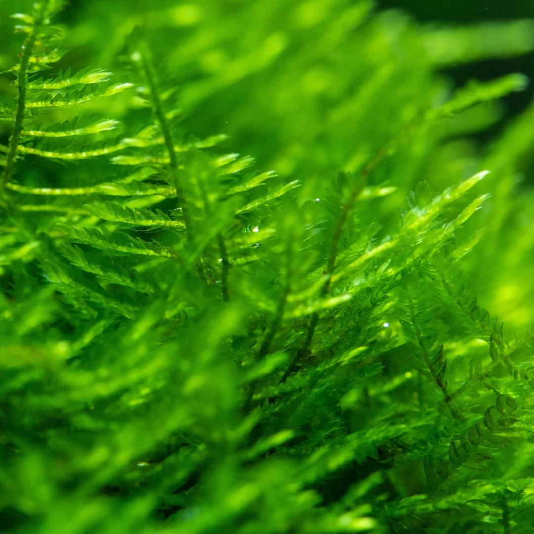 Mini Christmas Moss - Image 3
