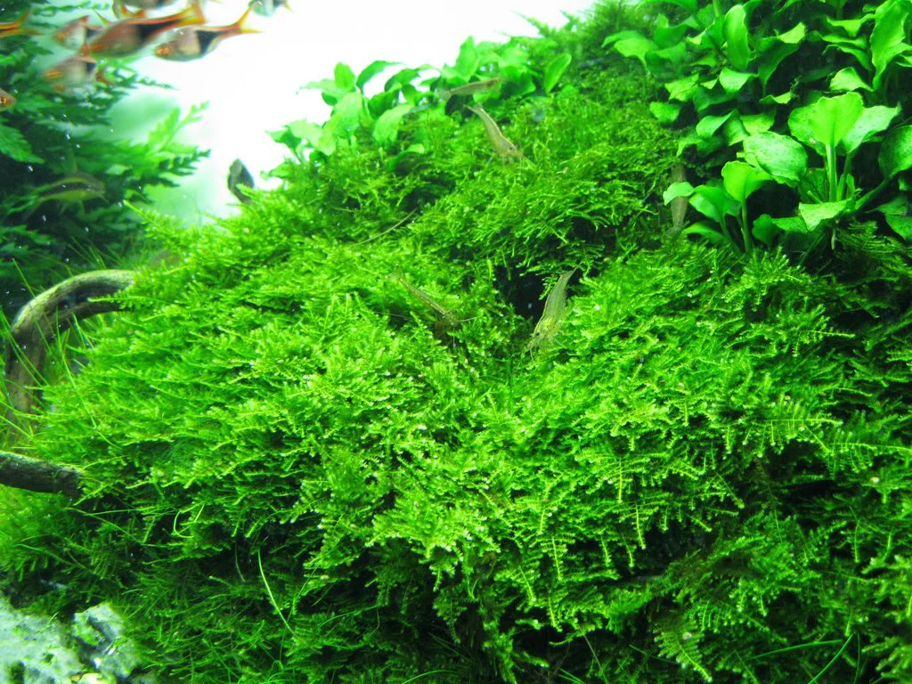 Mini Christmas Moss - Image 4