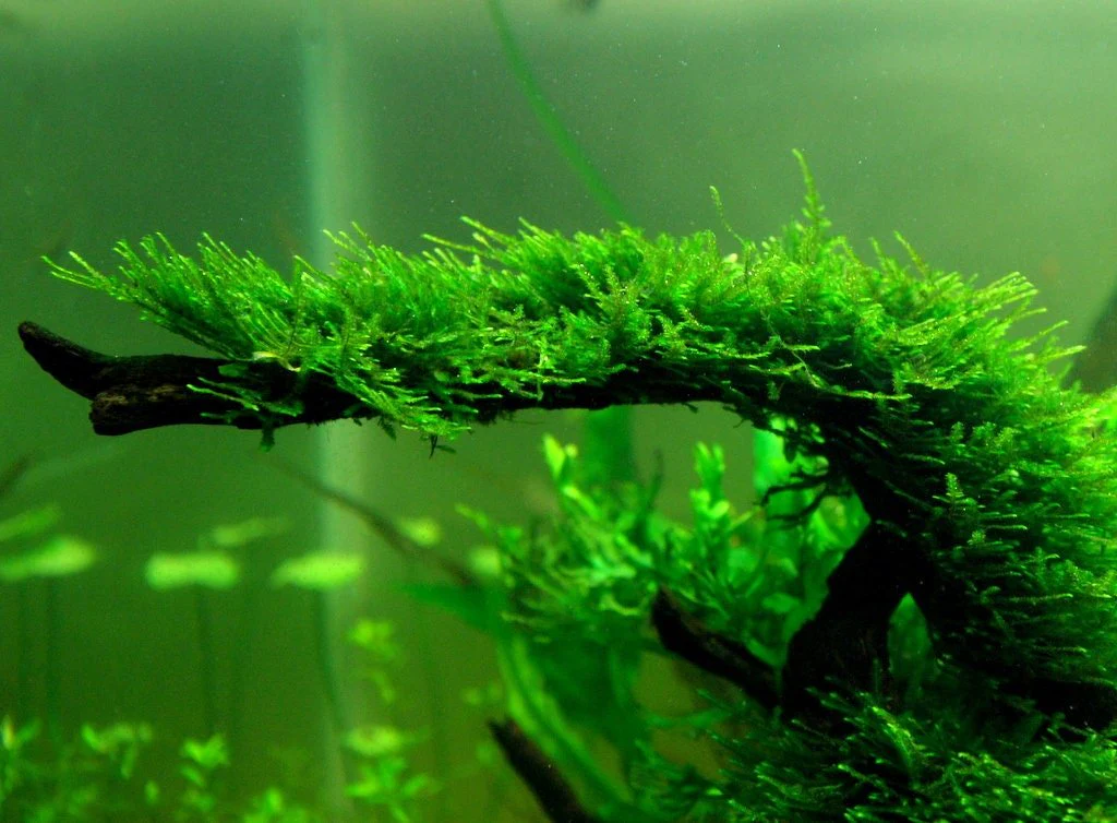 Mini Christmas Moss - Image 5