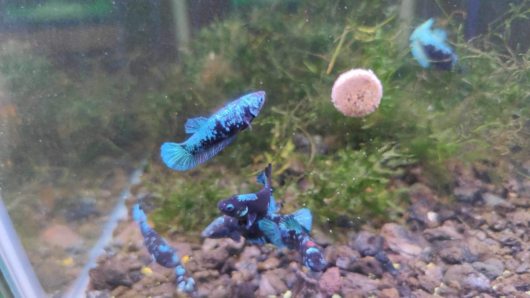 Mix Avarta Black Blue Galaxy, Black Green Galaxy Female Betta Fish - Image 5