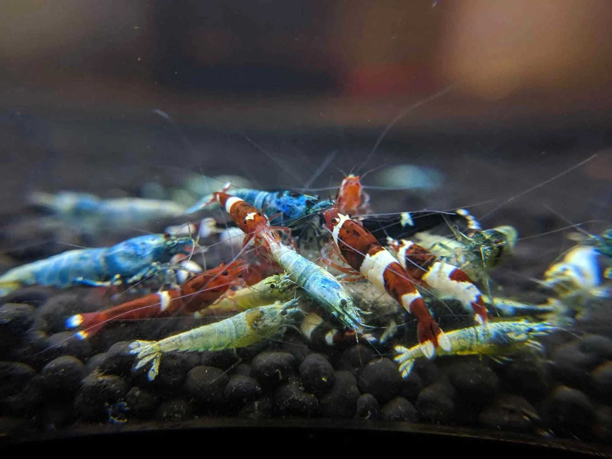 Mixed Caridina Shrimp - Image 3