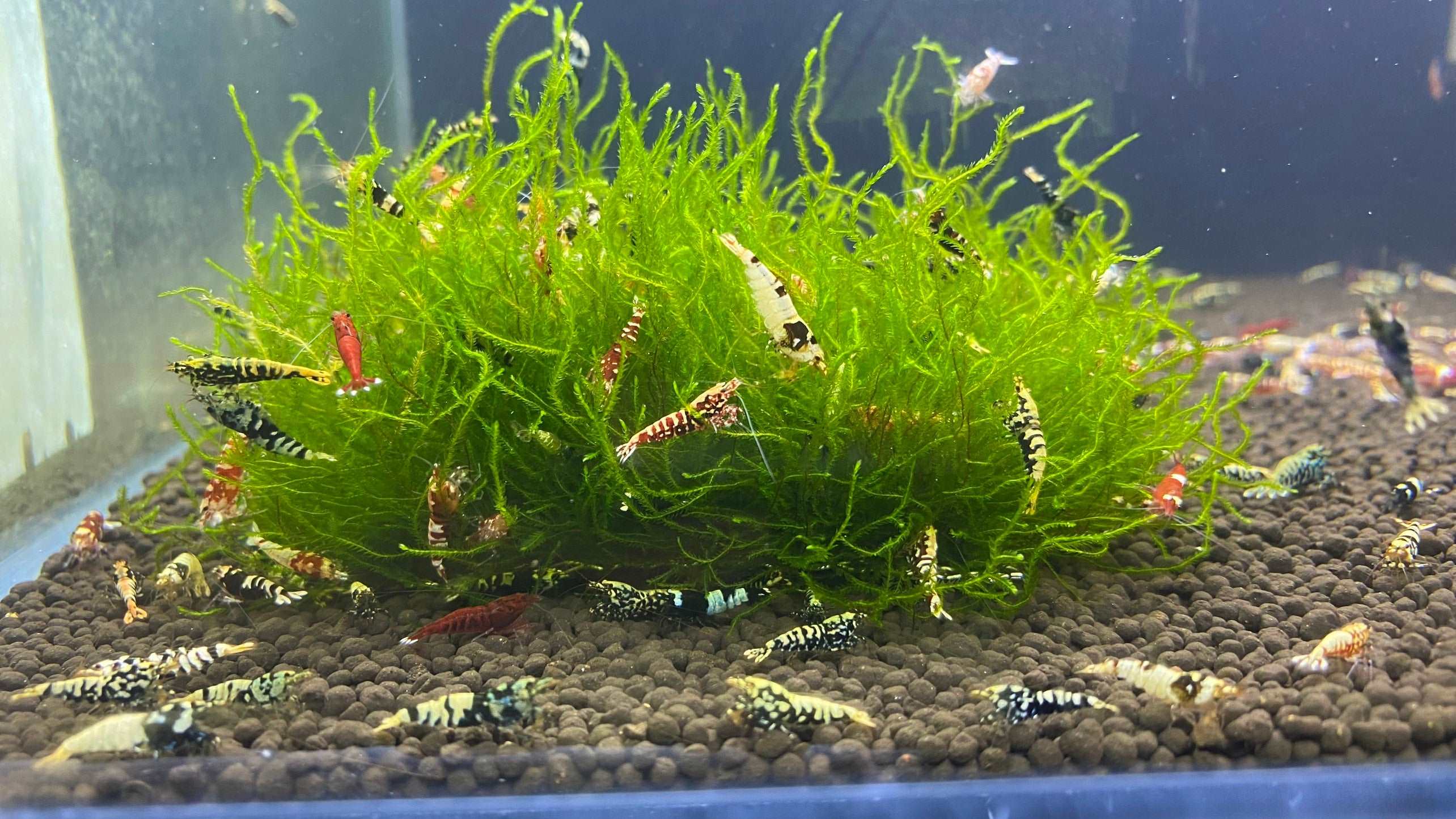 Mixed Caridina Shrimp - Image 4