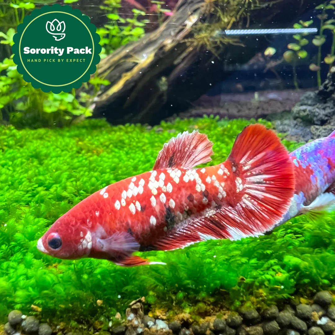 Mixed Koi Red Female Betta Fish Sorority | Successful Sorority Pack - Image 3