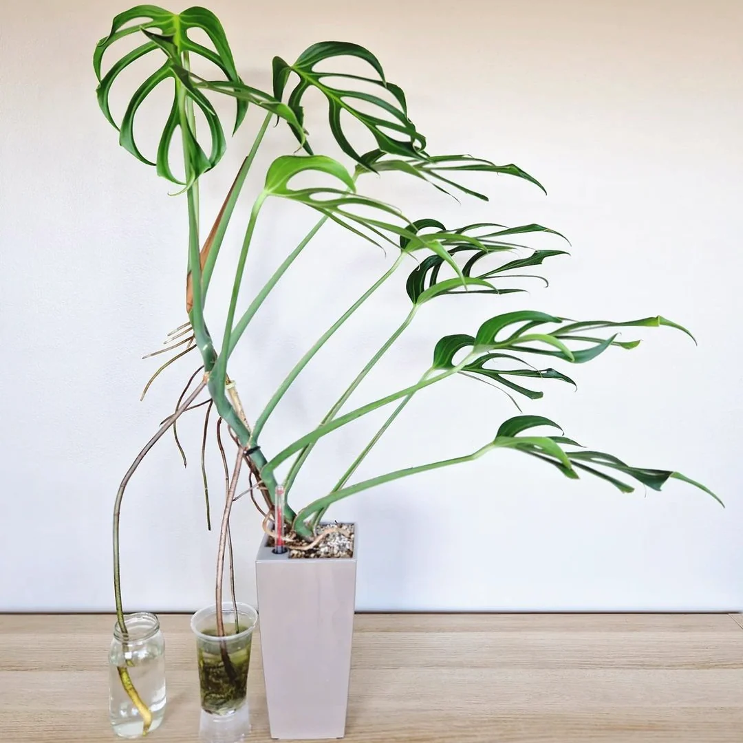Monstera Burle Marx Flame Tissue Culture Plant - Image 3