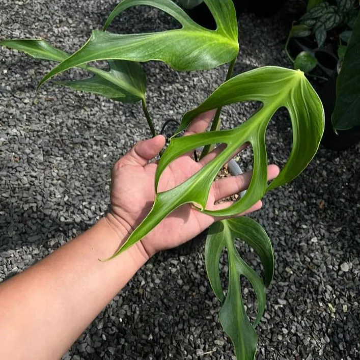 Monstera Burle Marx Flame Tissue Culture Plant - Image 4