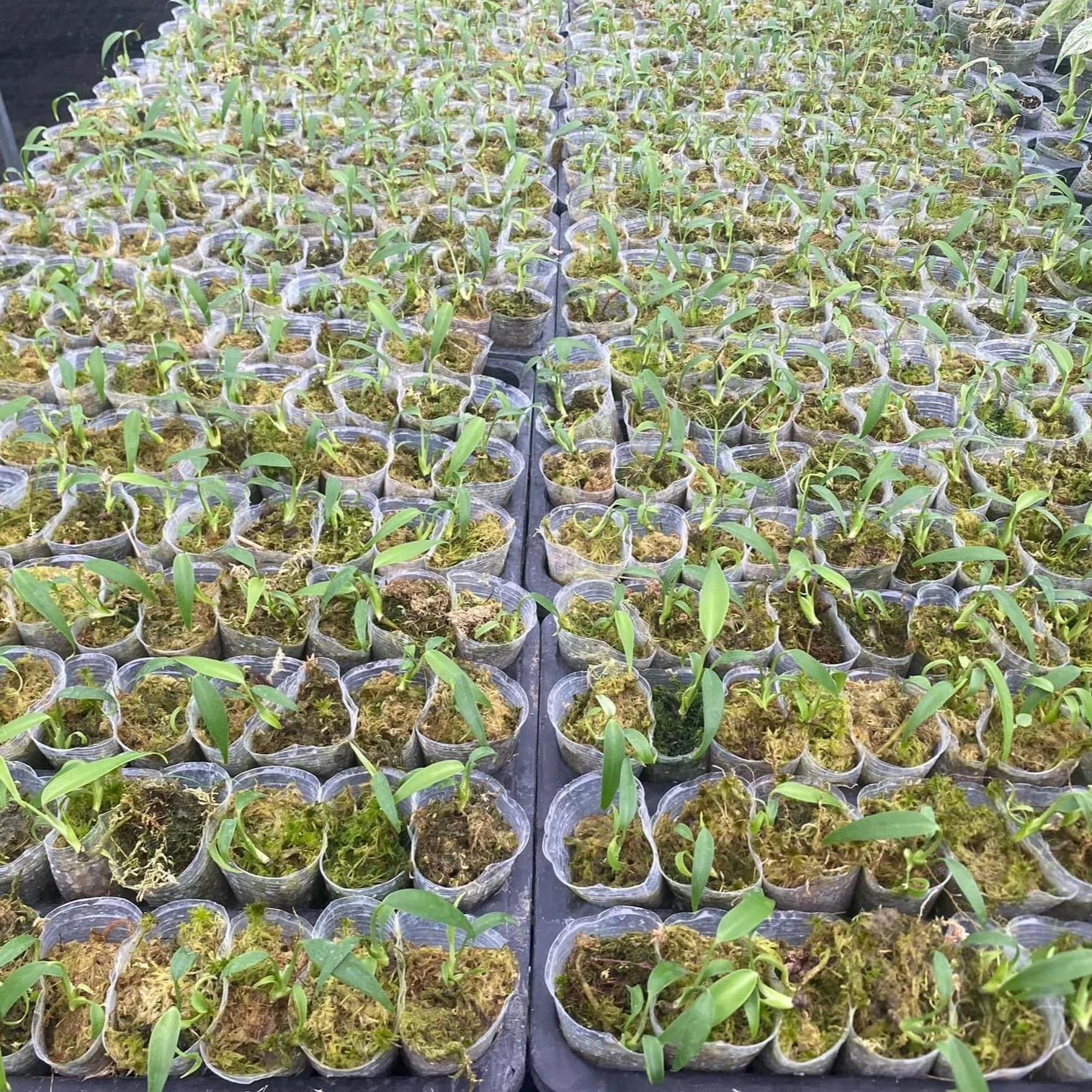 Monstera Burle Marx Flame Tissue Culture Plant - Image 5