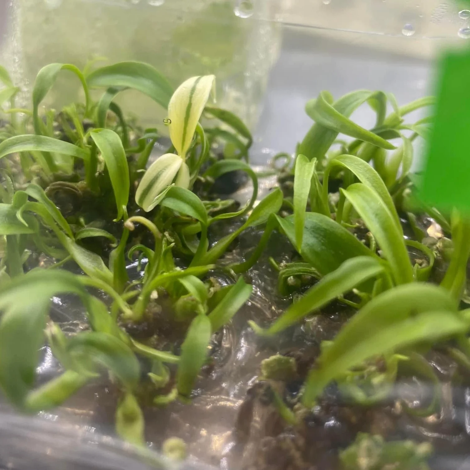 Monstera Burle Marx Flame Tissue Culture Plant - Image 6