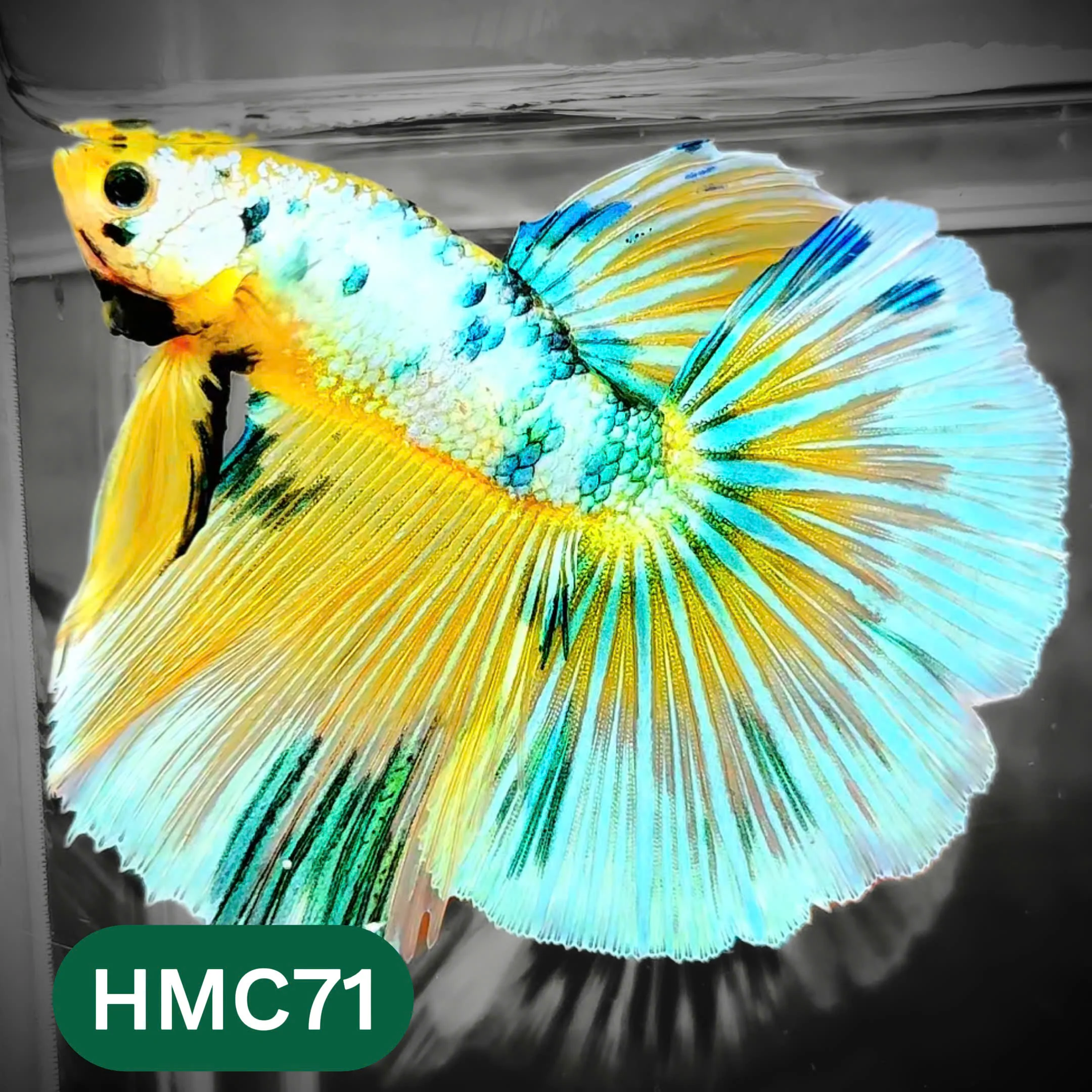 Multicolor Halfmoon Male Betta Fish | High Grade | Order Directly From Farm | You Pick Fish | - Image 71