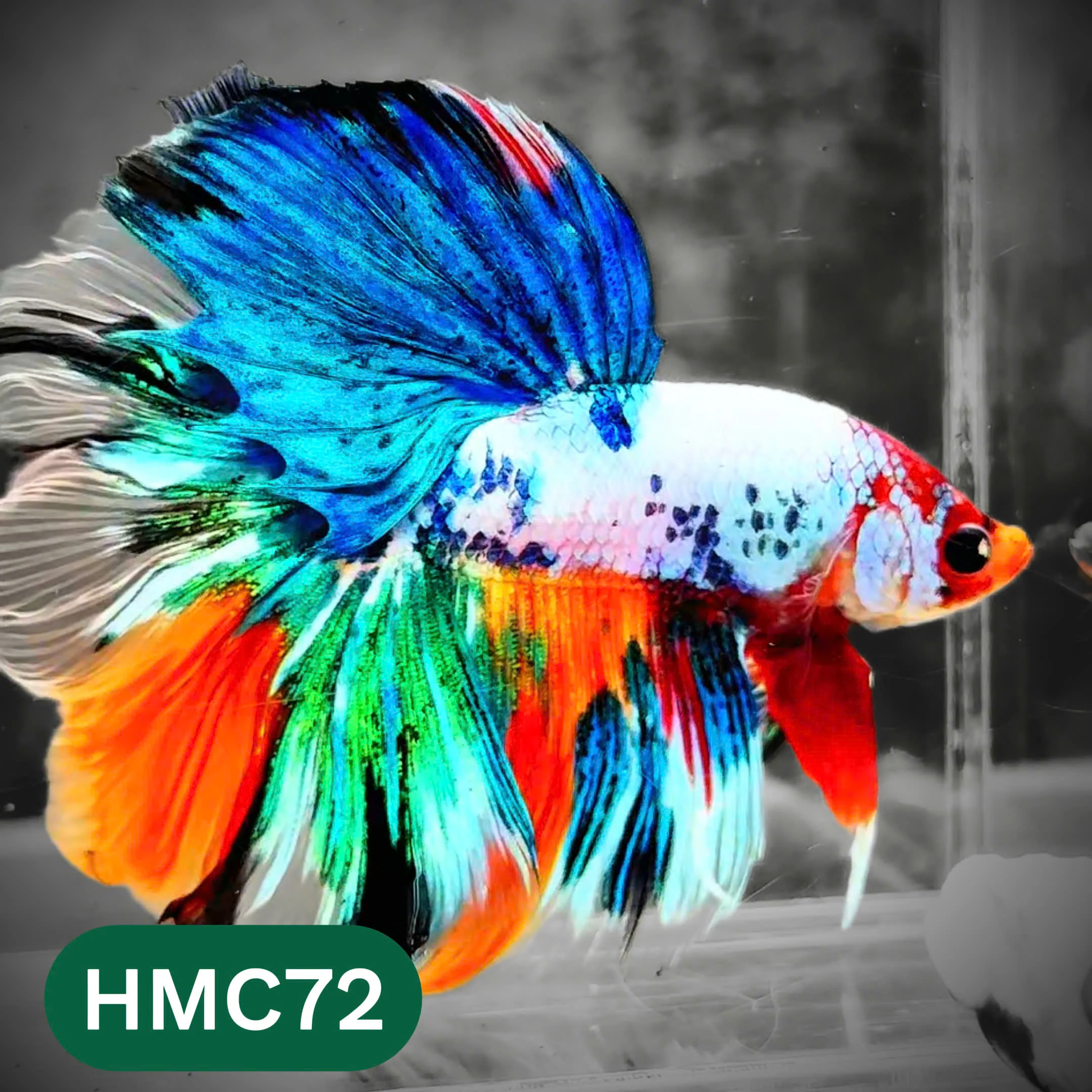 Multicolor Halfmoon Male Betta Fish | High Grade | Order Directly From Farm | You Pick Fish | - Image 72