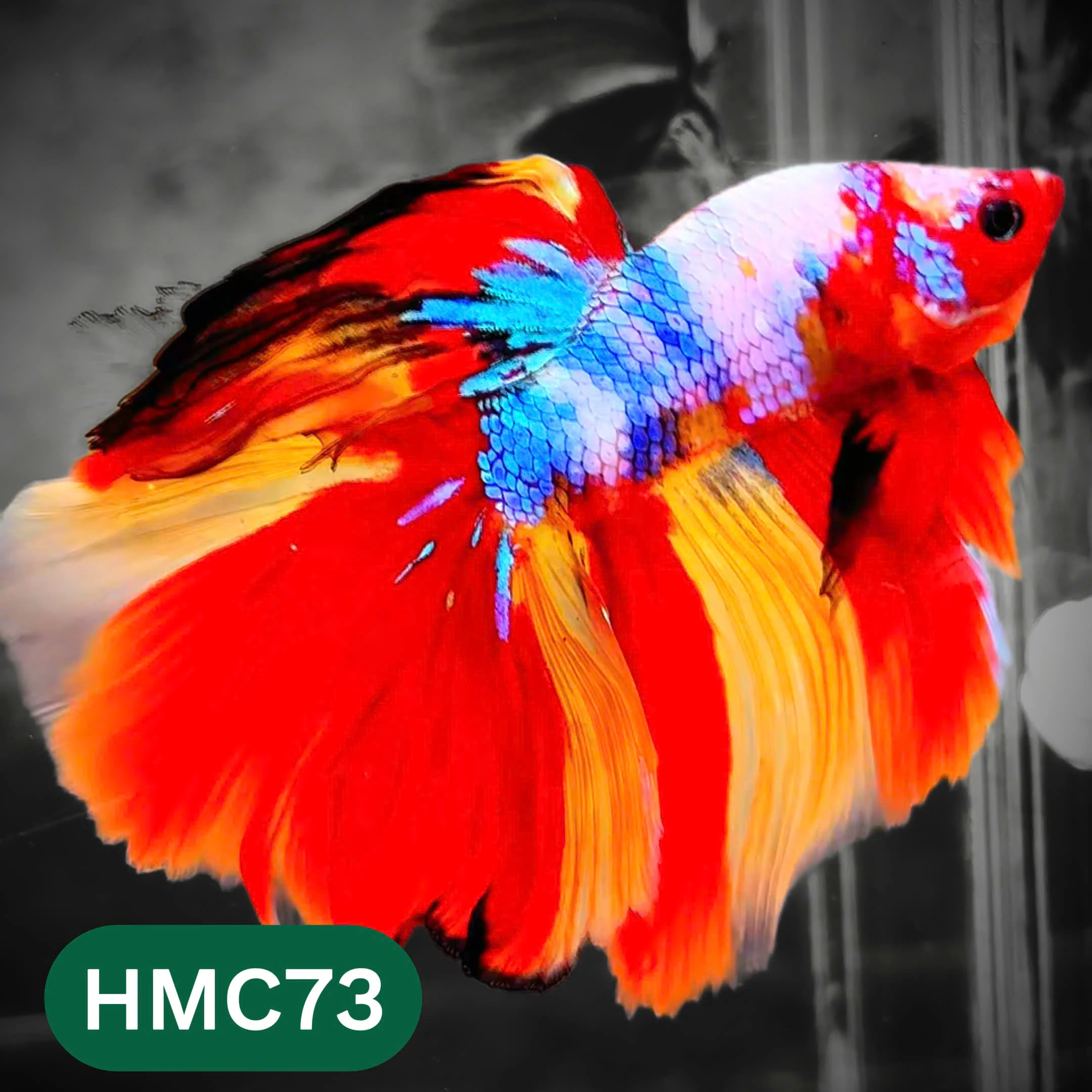Multicolor Halfmoon Male Betta Fish | High Grade | Order Directly From Farm | You Pick Fish | - Image 73