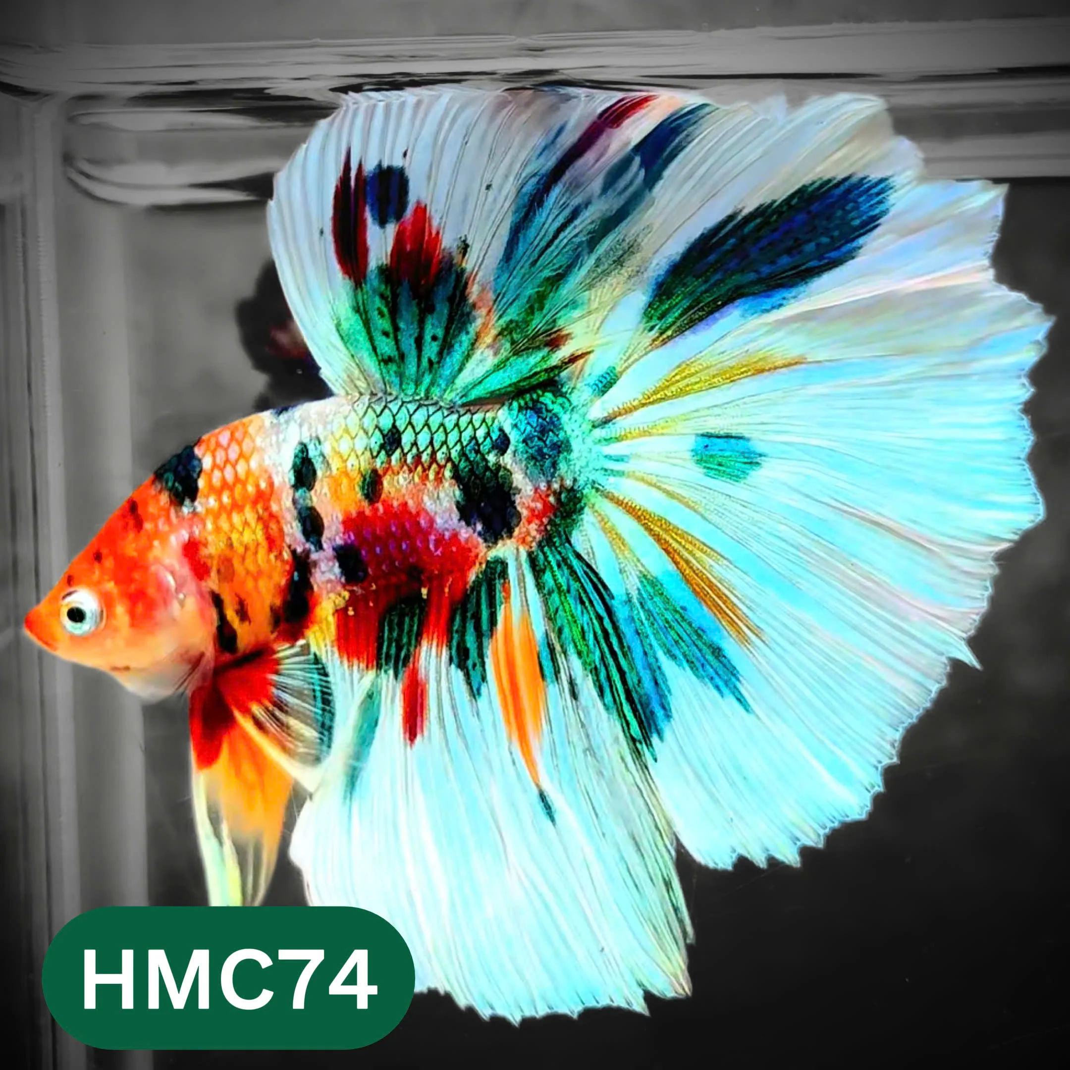 Multicolor Halfmoon Male Betta Fish | High Grade | Order Directly From Farm | You Pick Fish | - Image 74