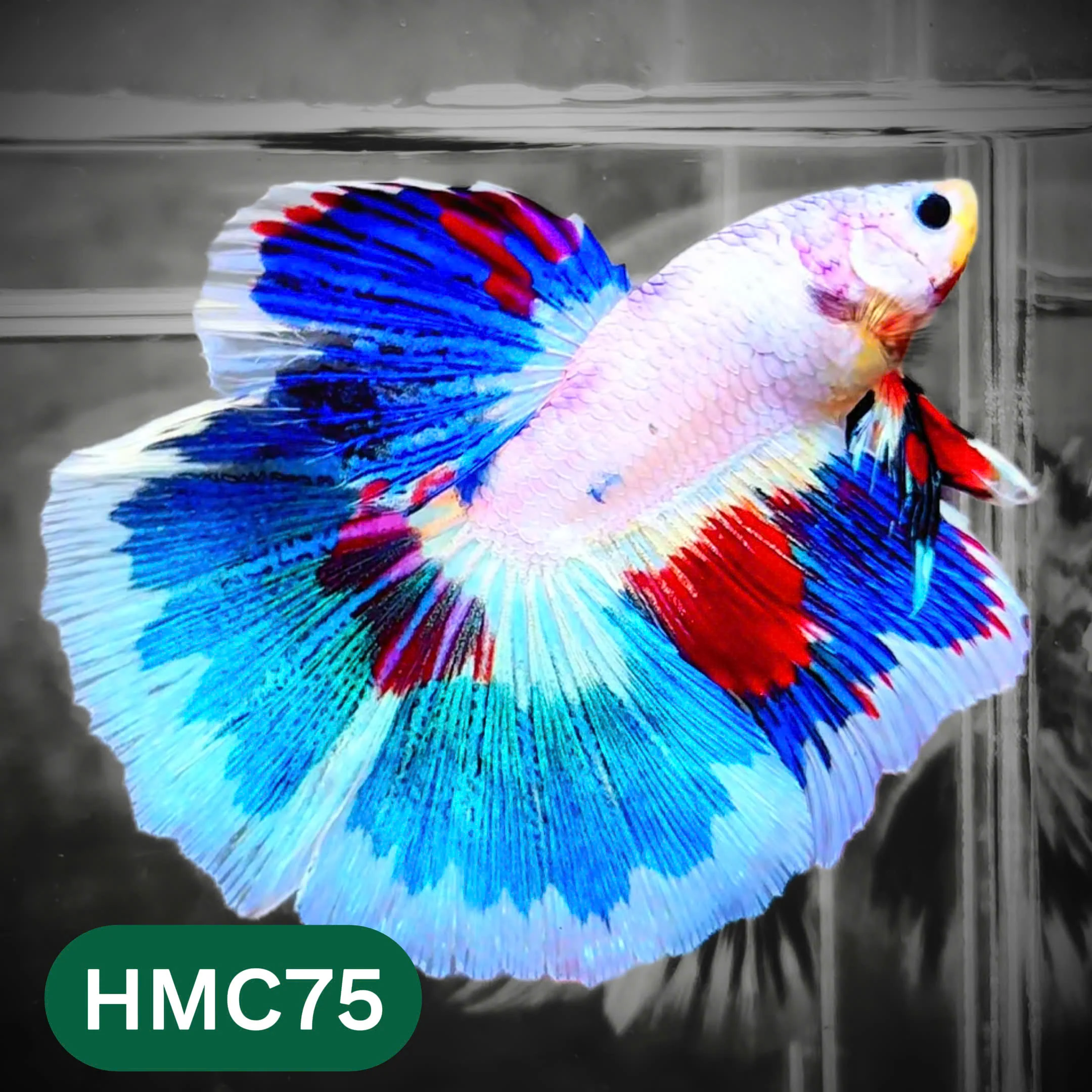 Multicolor Halfmoon Male Betta Fish | High Grade | Order Directly From Farm | You Pick Fish | - Image 75