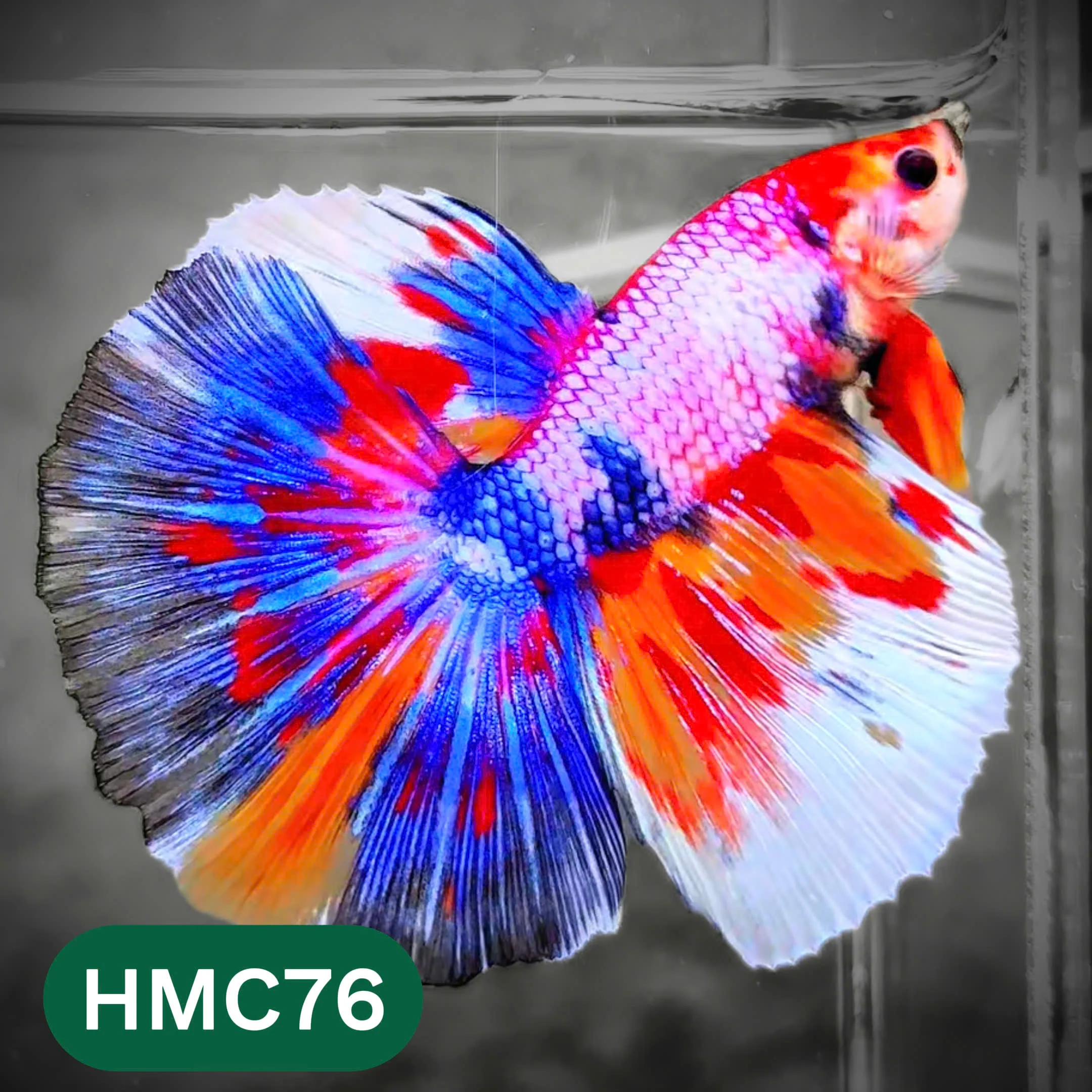 Multicolor Halfmoon Male Betta Fish | High Grade | Order Directly From Farm | You Pick Fish | - Image 76