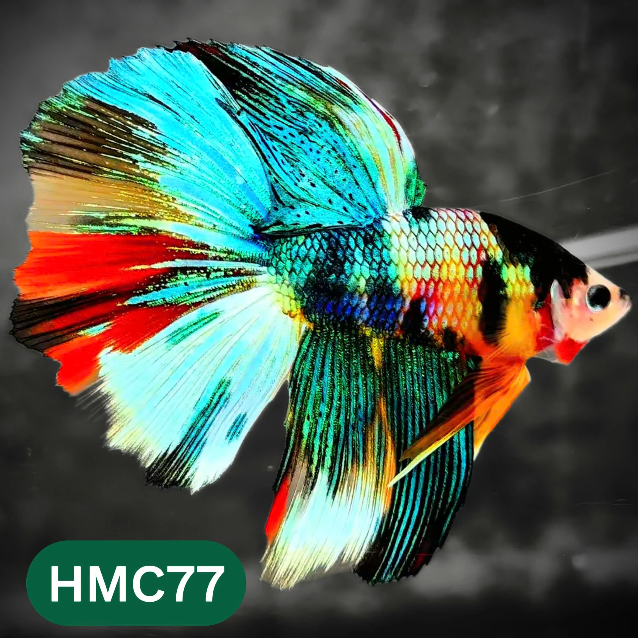 Multicolor Halfmoon Male Betta Fish | High Grade | Order Directly From Farm | You Pick Fish | - Image 77