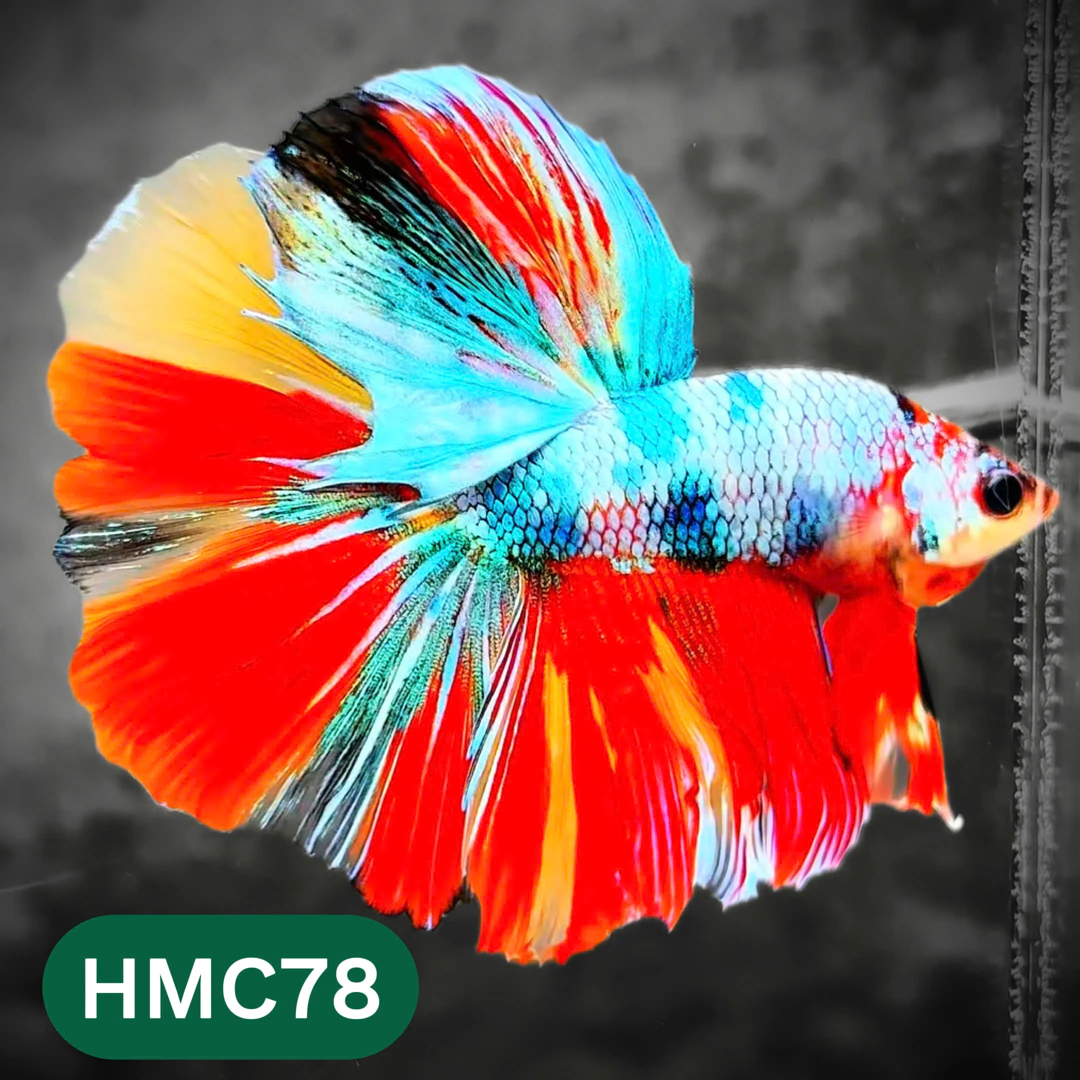 Multicolor Halfmoon Male Betta Fish | High Grade | Order Directly From Farm | You Pick Fish | - Image 78