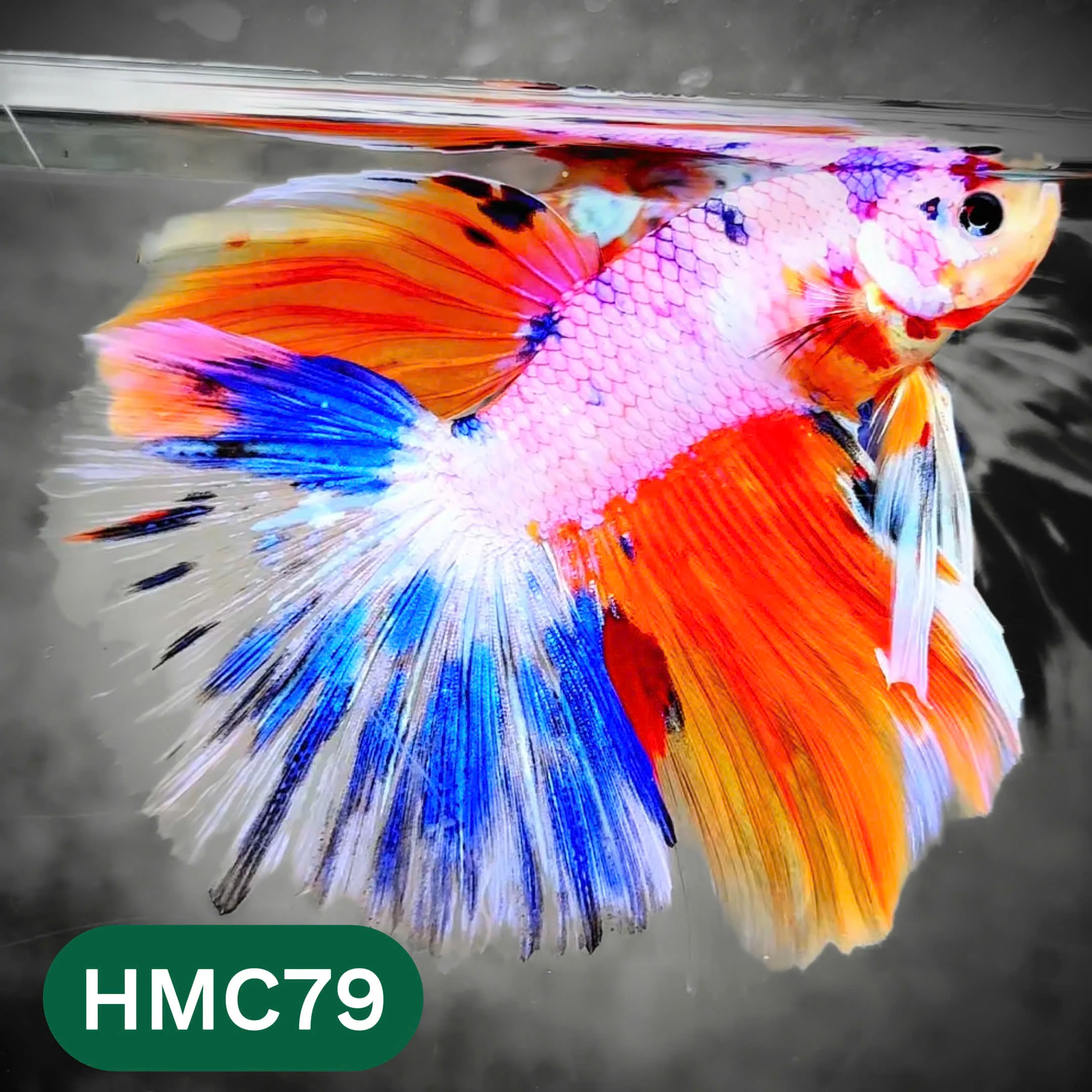 Multicolor Halfmoon Male Betta Fish | High Grade | Order Directly From Farm | You Pick Fish | - Image 79