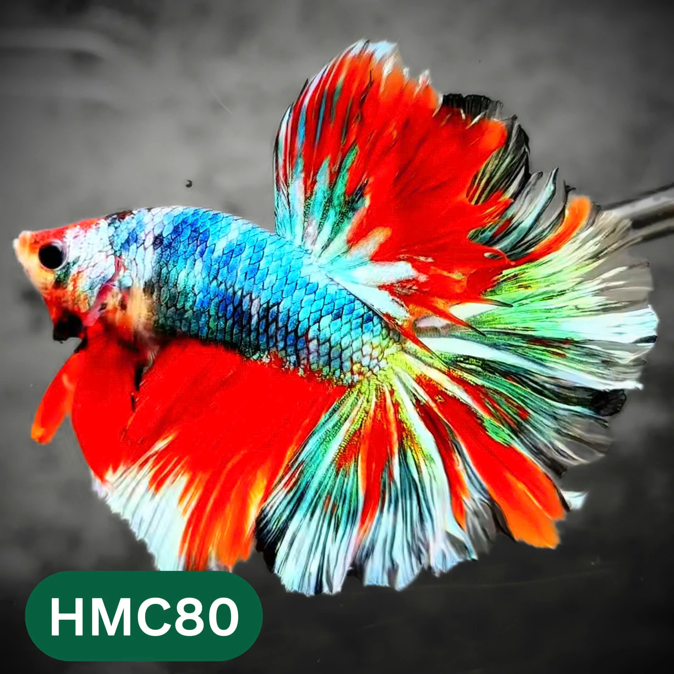Multicolor Halfmoon Male Betta Fish | High Grade | Order Directly From Farm | You Pick Fish | - Image 80
